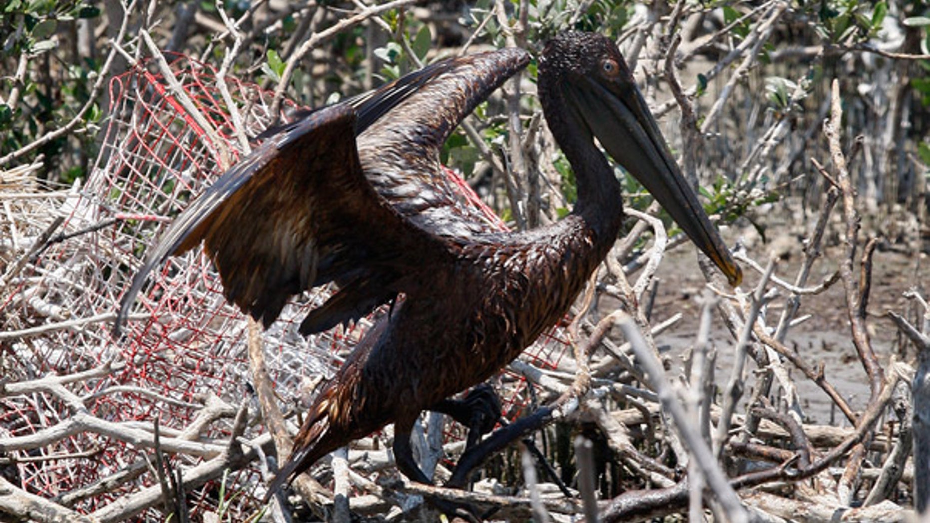 May 23: An oil-covered pelican flaps its wings on an island in Barataria Bay off the coast of Louisiana.