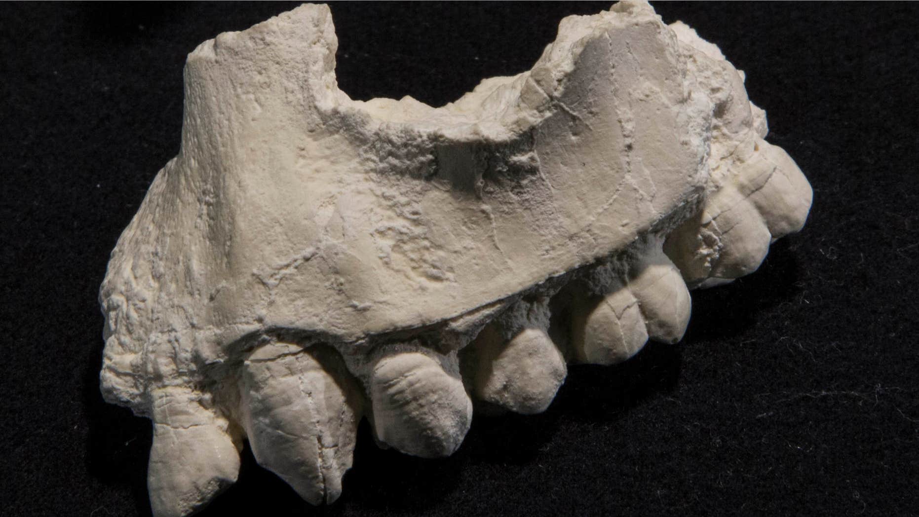 May 27, 2015: An undated photo provided by the Cleveland Museum of Natural History shows a cast of an upper jaw fragments and teeth of "Australopithecus deyiremeda".