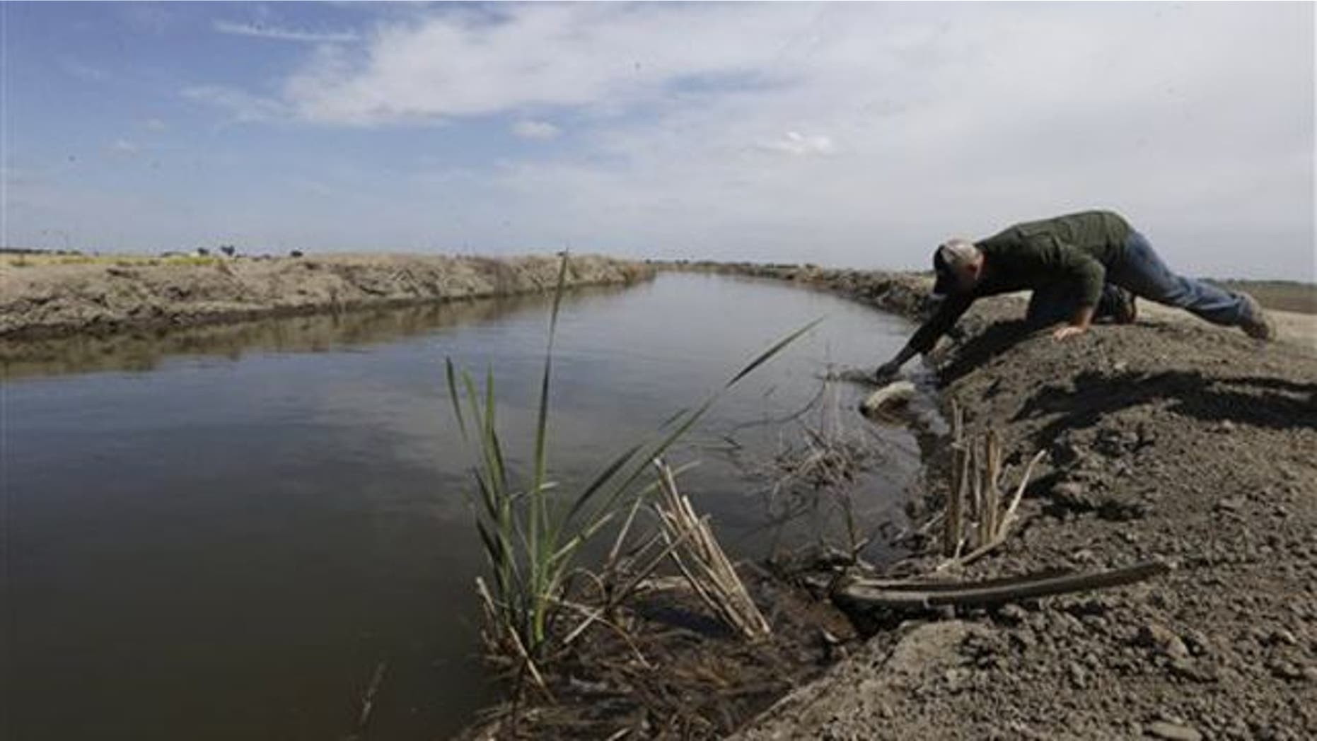 Farmer Gino Celli draws a water sample to check the salinity in an irrigation canal that runs through his fields near Stockton, Calif. in May 2015.