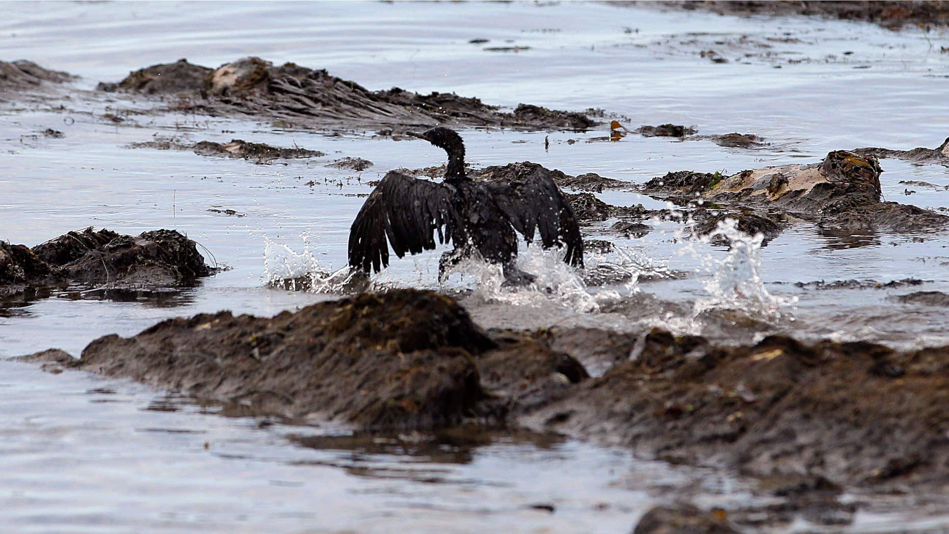 May 21, 2015: File photo, an oil-covered bird flaps its wings at Refugio State Beach, north of Goleta, Calif.