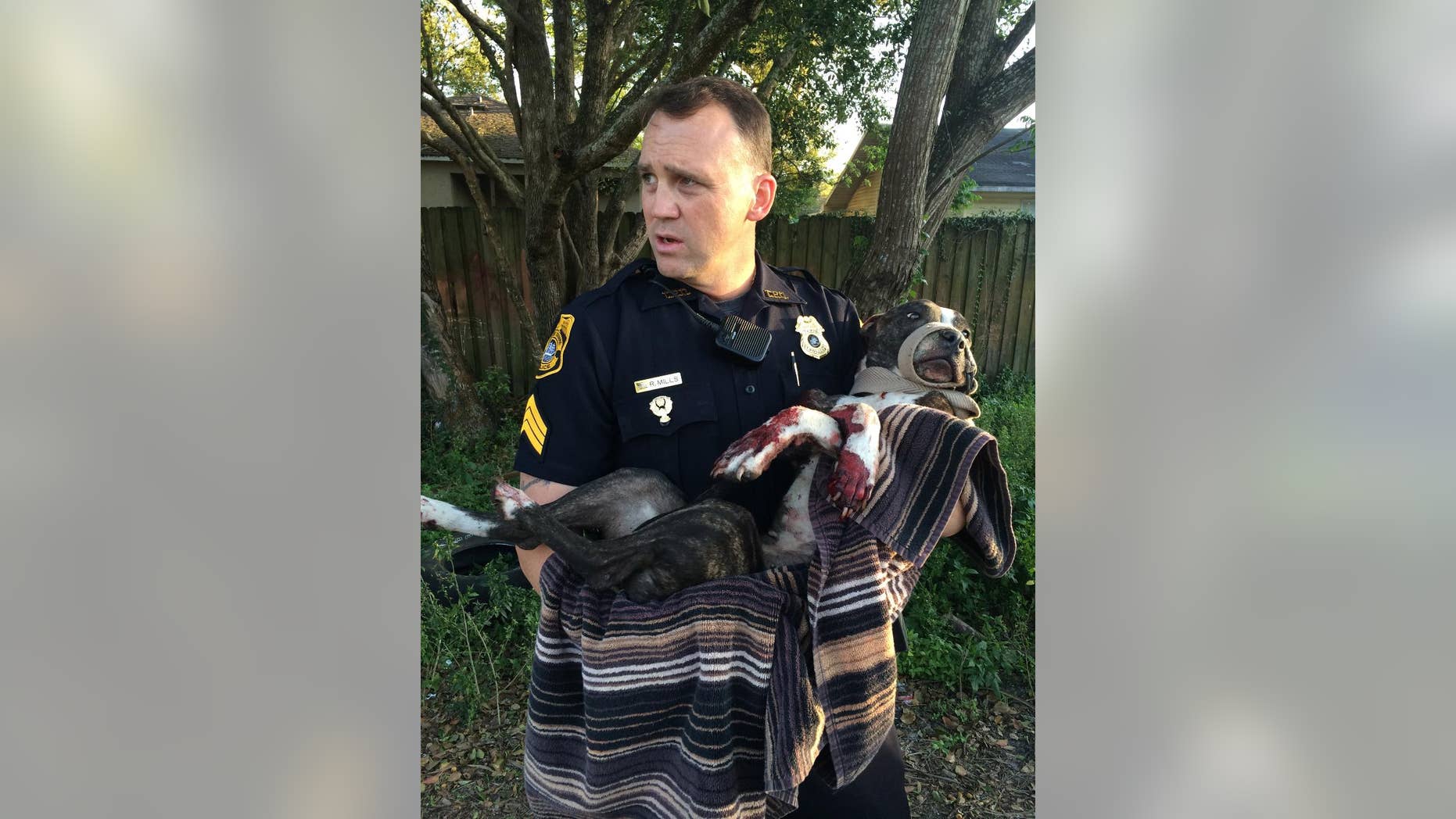 FILE - In this March 4, 2015, file photo, Tampa Police Department Sgt. Rich Mills carries an injured female dog that was left tied to a railroad track in Sulfur Springs, Fla. The Tampa Police Department announced Thursday, March 12, 2015, that two Tampa teens have been arrested for shooting the dog that was found tied to the tracks. (AP Photo/Tampa Police Department, File)