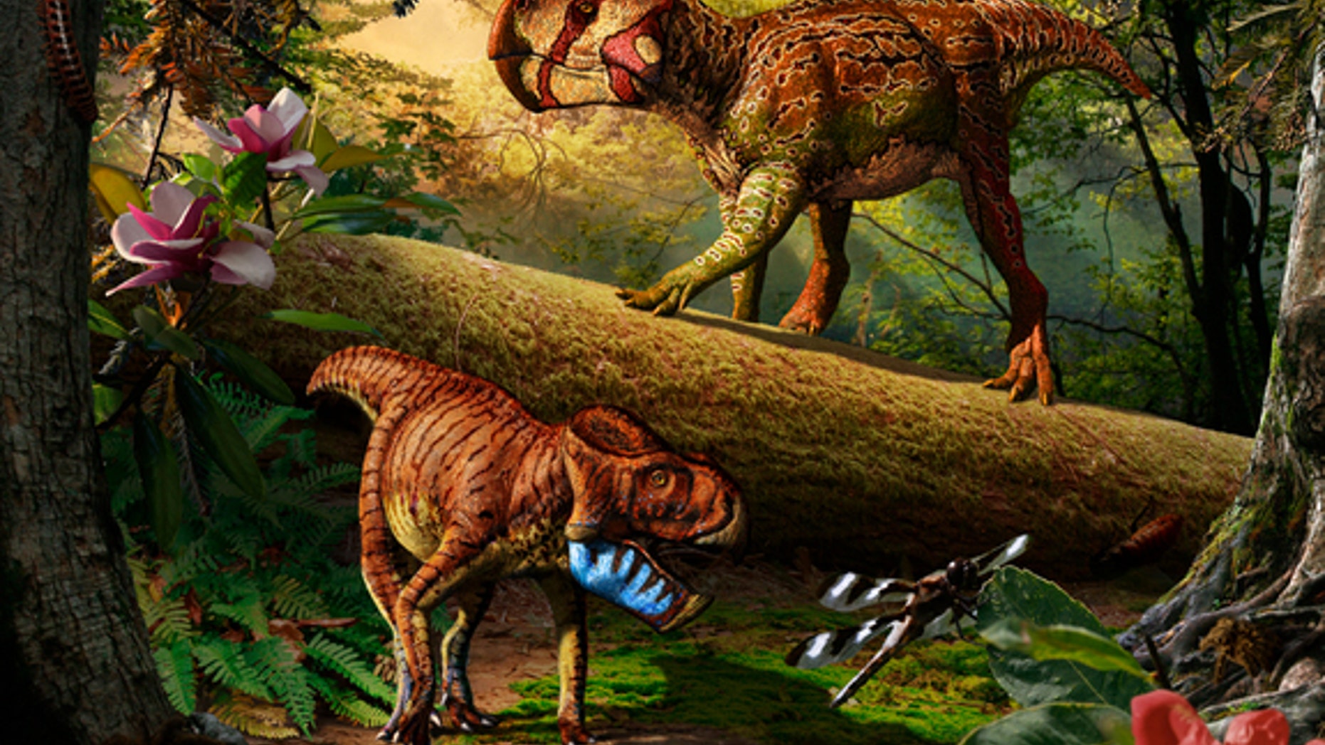 Duck-billed and horned dinosaurs reached their peak some 75 million years ago in North America, with researchers suggesting the surge in dinosaur diversity may be related to the uplift of the Rockies. (Shown here, two 75-million-year-old horned dinosaurs found in Alberta, Canada.)