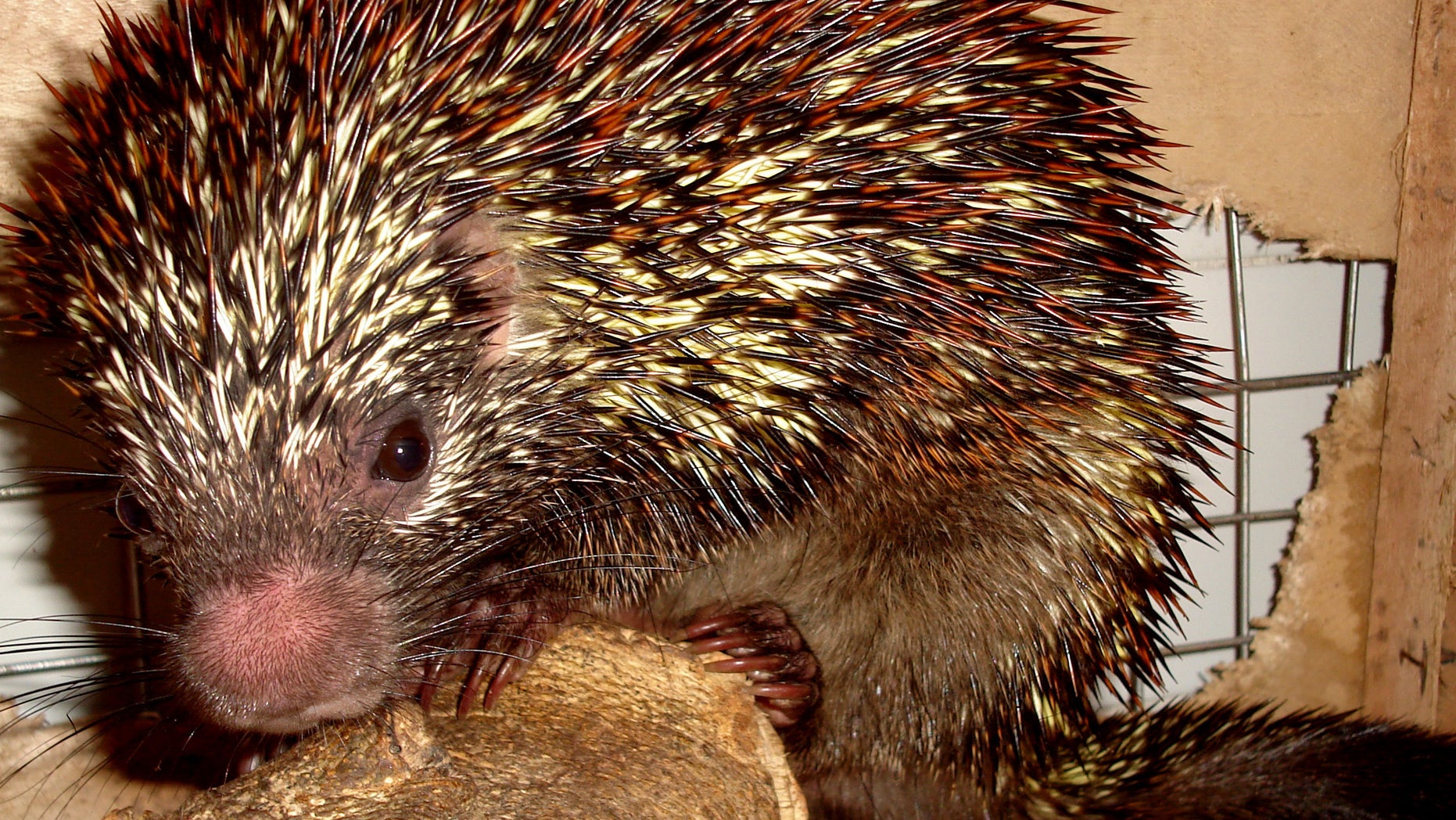 This March 15, 2009 photo released on April 10, 2013 by Universidade Federal de Pernambuco, shows a new species of the porcupine "Coendou speratus," in Pernambuco, Brazil. Brazilian researchers say they found the tree-dwelling rodent in a small and isolated fragment patch of forest in the northeastern state of Pernambuco. With just 2 % of the region’s original forest habitat still standing, the new porcupine must be considered to be endangered said Antonio Rossano Mendes, a zoology professor at the Federal University of Pernambuco and part of the team who discovered the new species. (AP Photo/Universidade Federal de Pernambuco, Antonio Rossano Mendes)