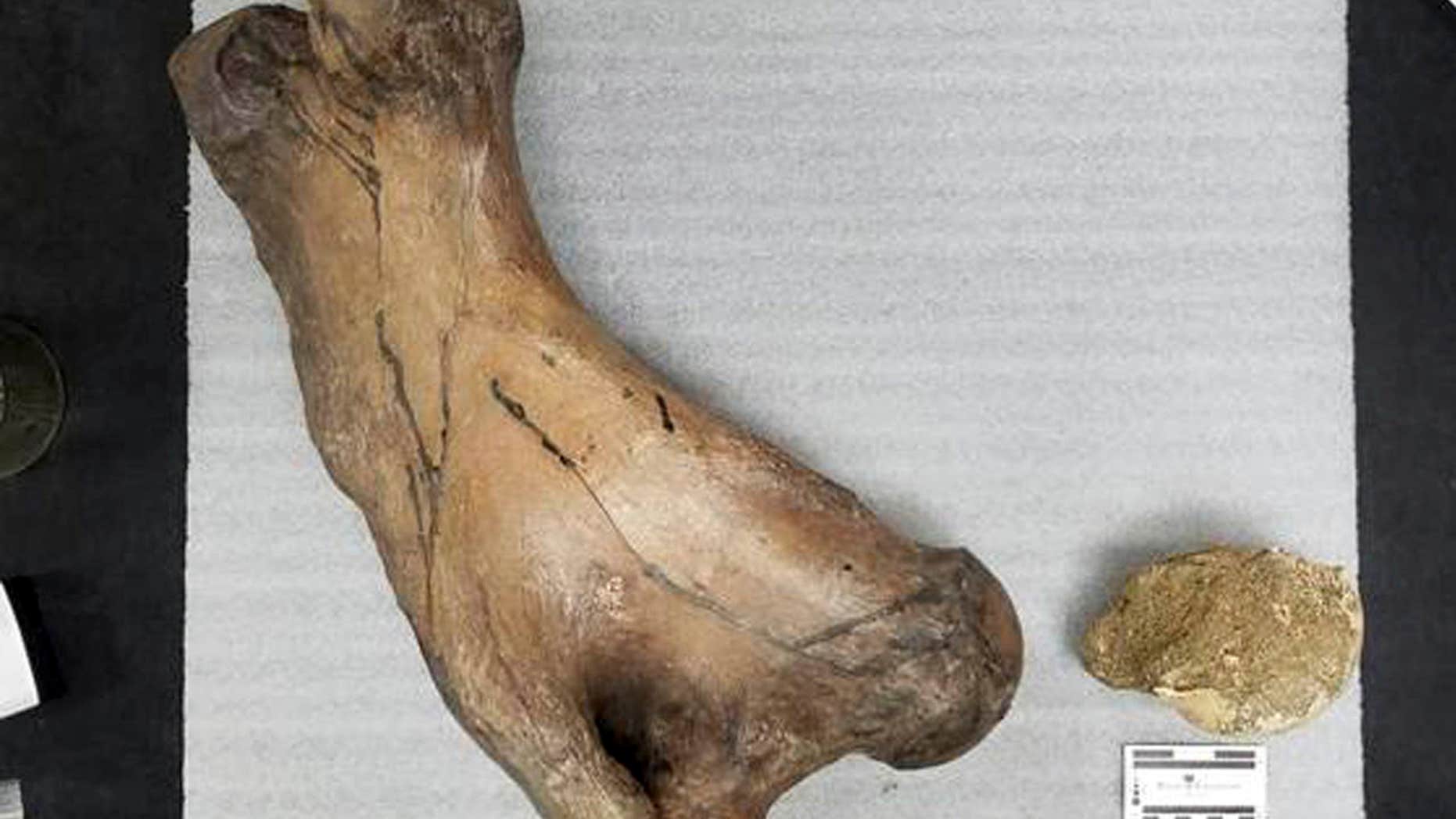 This May 2017 photo provided by the Los Angeles County Metropolitan Transportation Authority shows the fossilized hip joint of a an ancient ground sloth, unearthed as crews were digging a tunnel for a new Los Angeles train line.