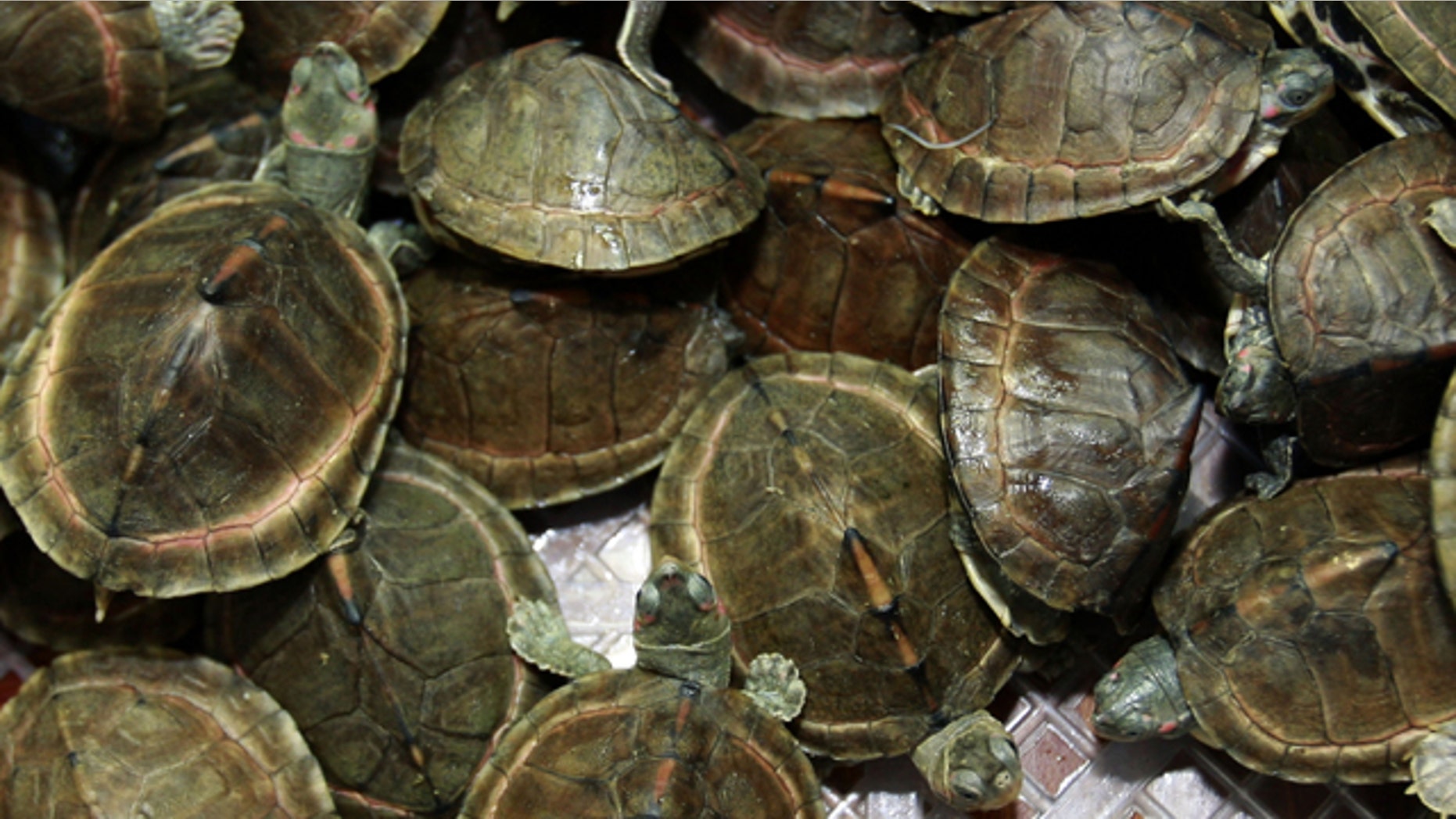 June 2: Mud turtles crawl inside a basket as they are shown to the press during a news conference by Thai customs in Bangkok, Thailand.