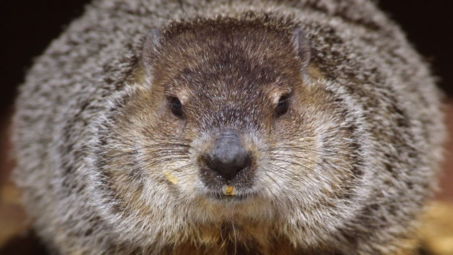 385117 04: Cloudy, one of the groundhogs at Brookfield Zoo in Brookfield, IL., contemplates an exit from her wooden home on Groundhog Day, February 2, 2001. The weather-prognosticating groundhog did indeed see her shadow, a sign that winter will last another six weeks in North America, according to the time-honored custom. (Photo by Tim Boyle/Newsmakers)