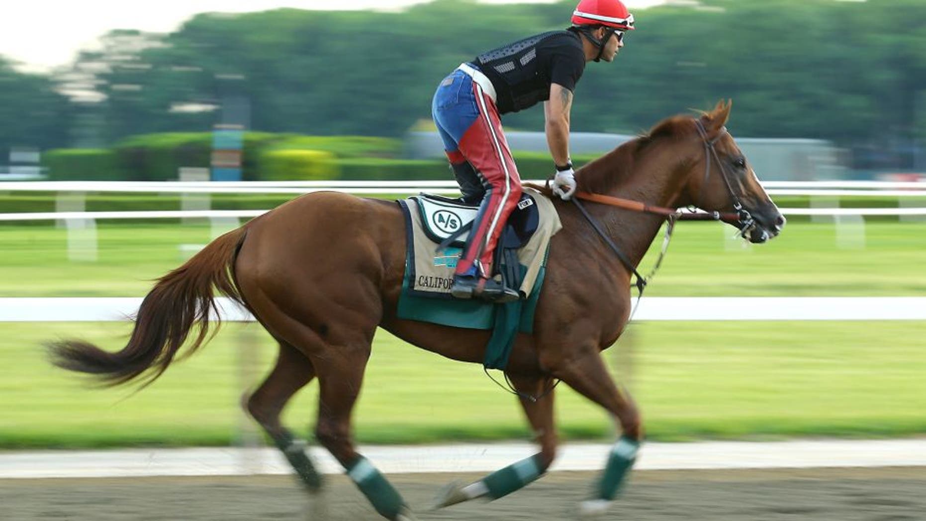 ELMONT, NY - MAY 27: Kentucky Derby and Preakness winner California Chrome, with exercise rider Willie Delgado up, trains on the main track at Belmont Park on May 27, 2014 in Elmont, New York. He is scheduled to race for the Triple Crown in the 146th running of the Belmont Stakes (Photo by Al Bello/Getty Images)