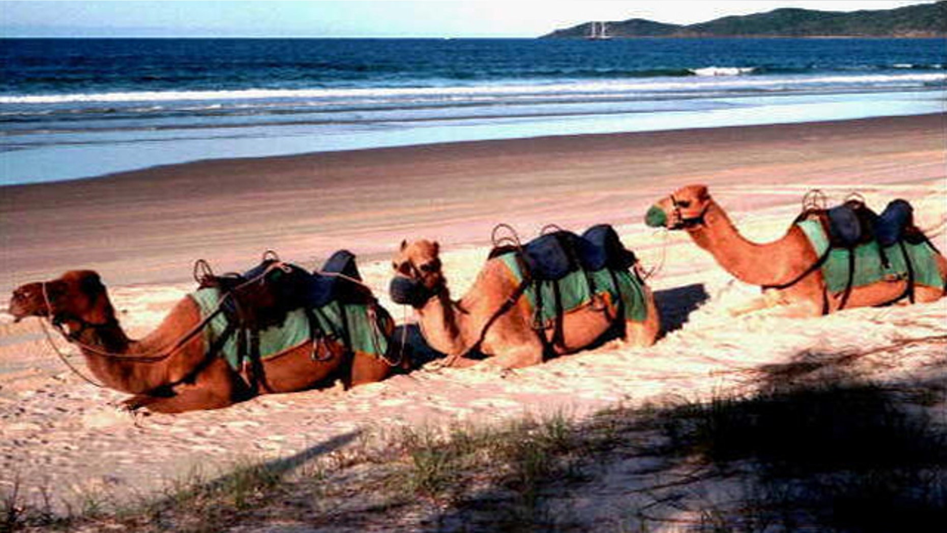Camels sit on beach at Noosa, Queensland, Australia.