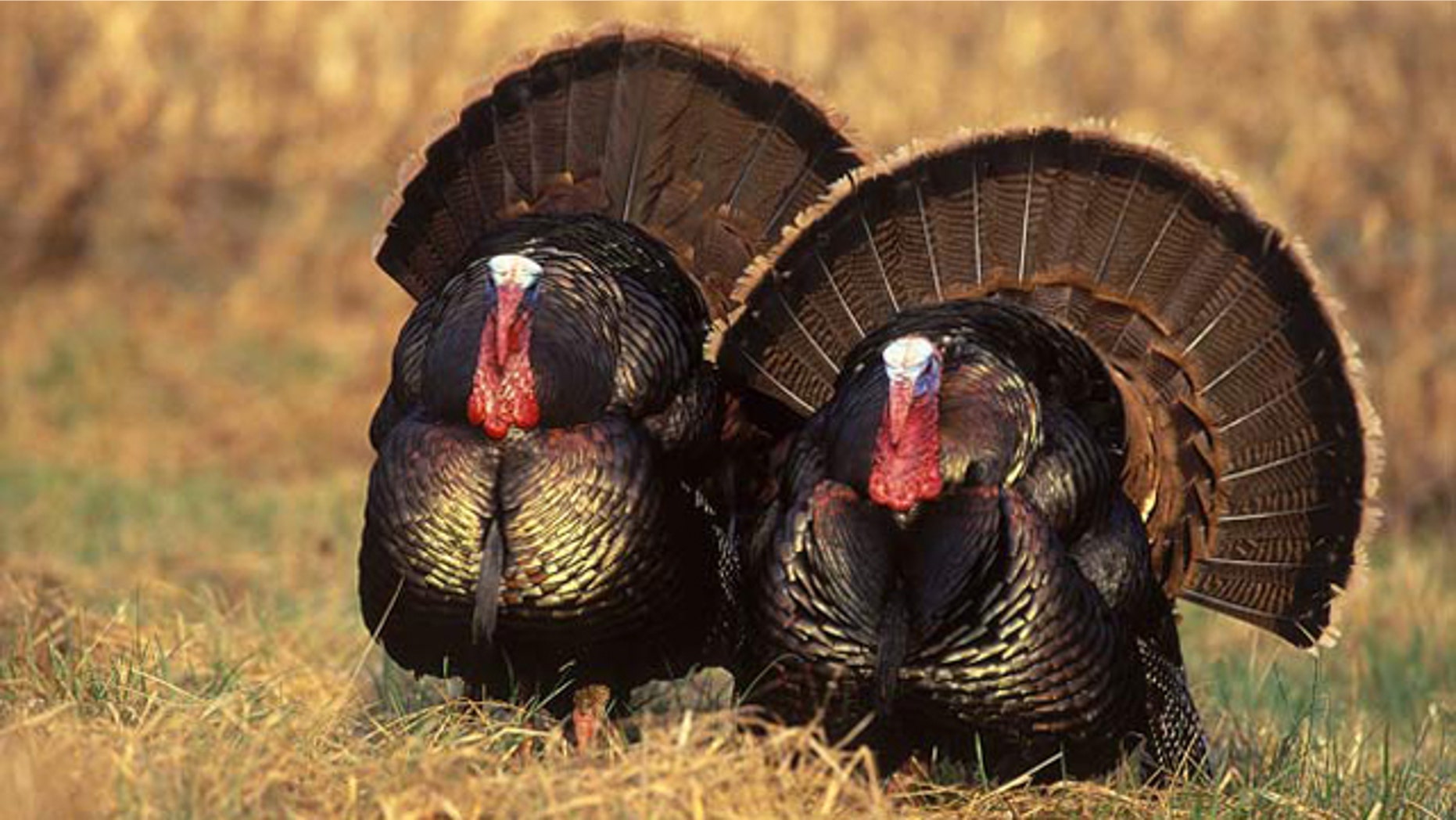 Eastern wild turkeys.