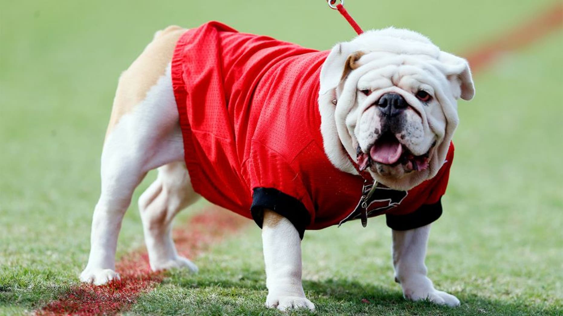 ATHENS, GA - OCTOBER 12: UGA IX, mascot of the Georgia Bulldogs, looks on during the game against the Missouri Tigers at Sanford Stadium on October 12, 2013 in Athens, Georgia. (Photo by Kevin C. Cox/Getty Images)