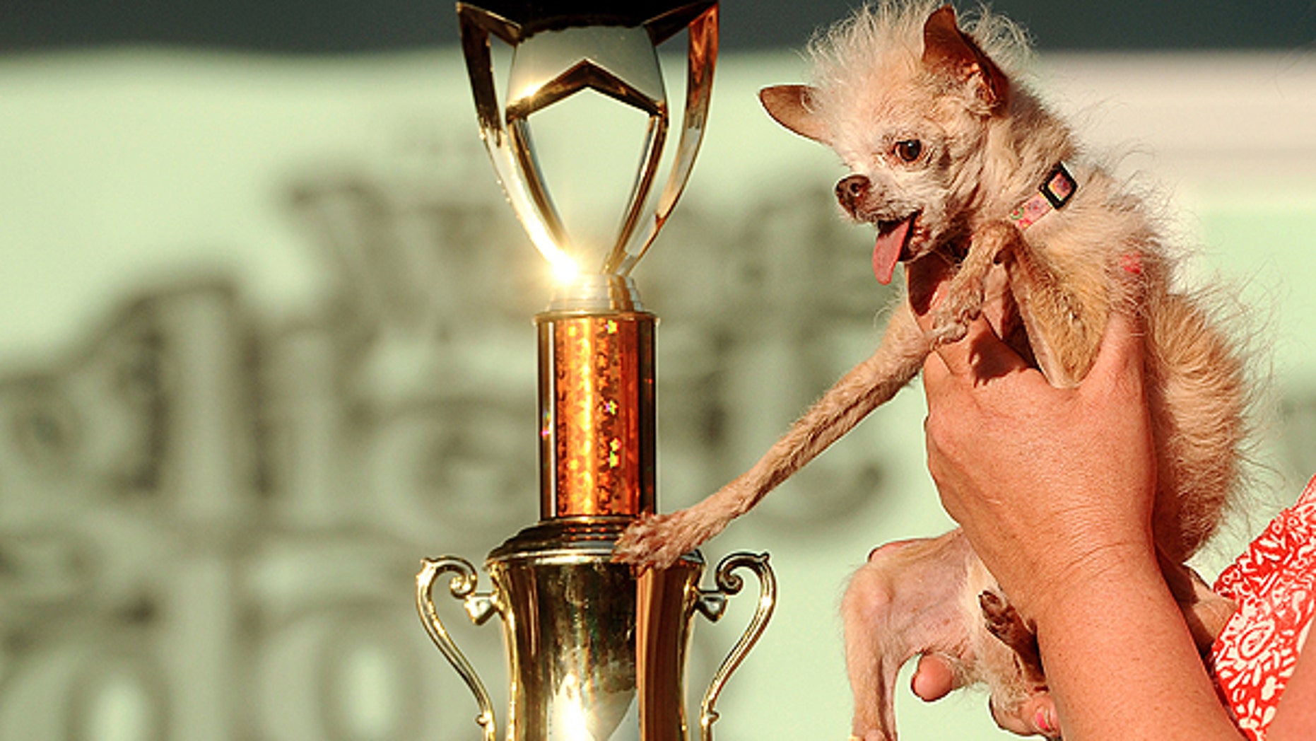 June 24: Yoda reaches out for her victory trophy after winning the 2011 World's Ugliest Dog Contest in Petaluma, Calif.