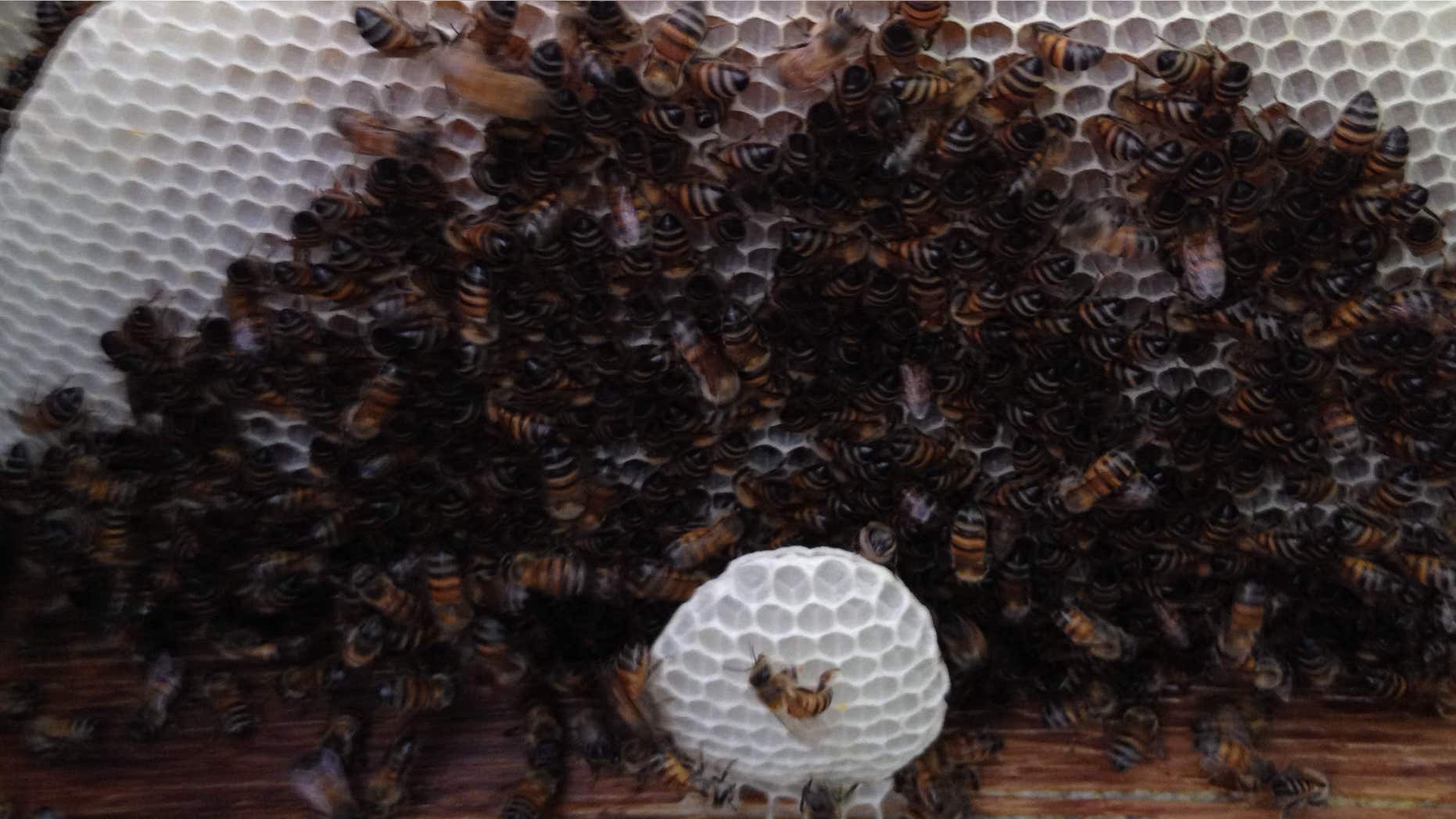 This undated photo provided by Trez Garvin shows bees gathered around a full-blown, wild hive in all its stages in Arizona.