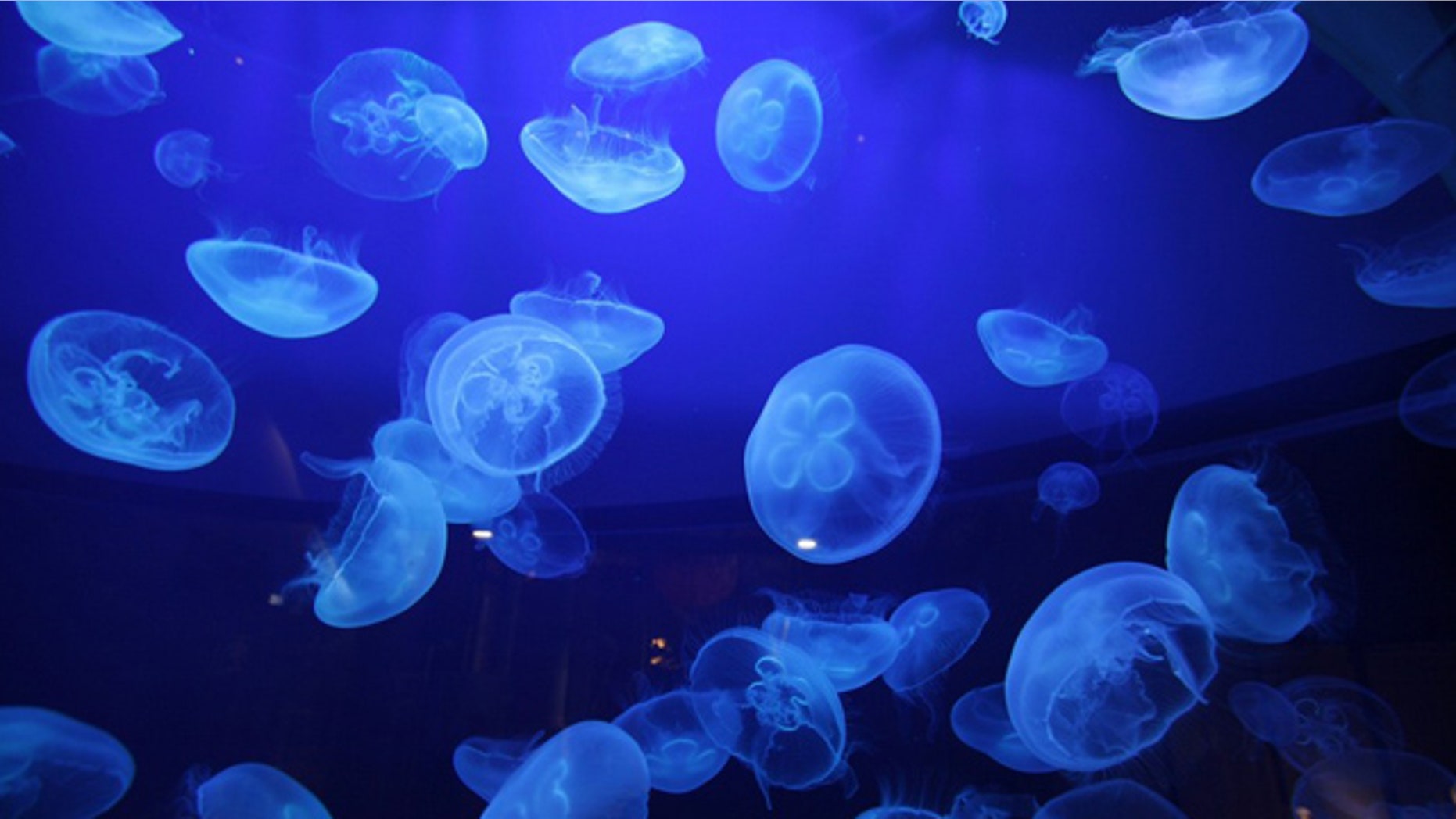 March 3: Jellyfish swim in an aquarium of the Monaco oceanographic museum.