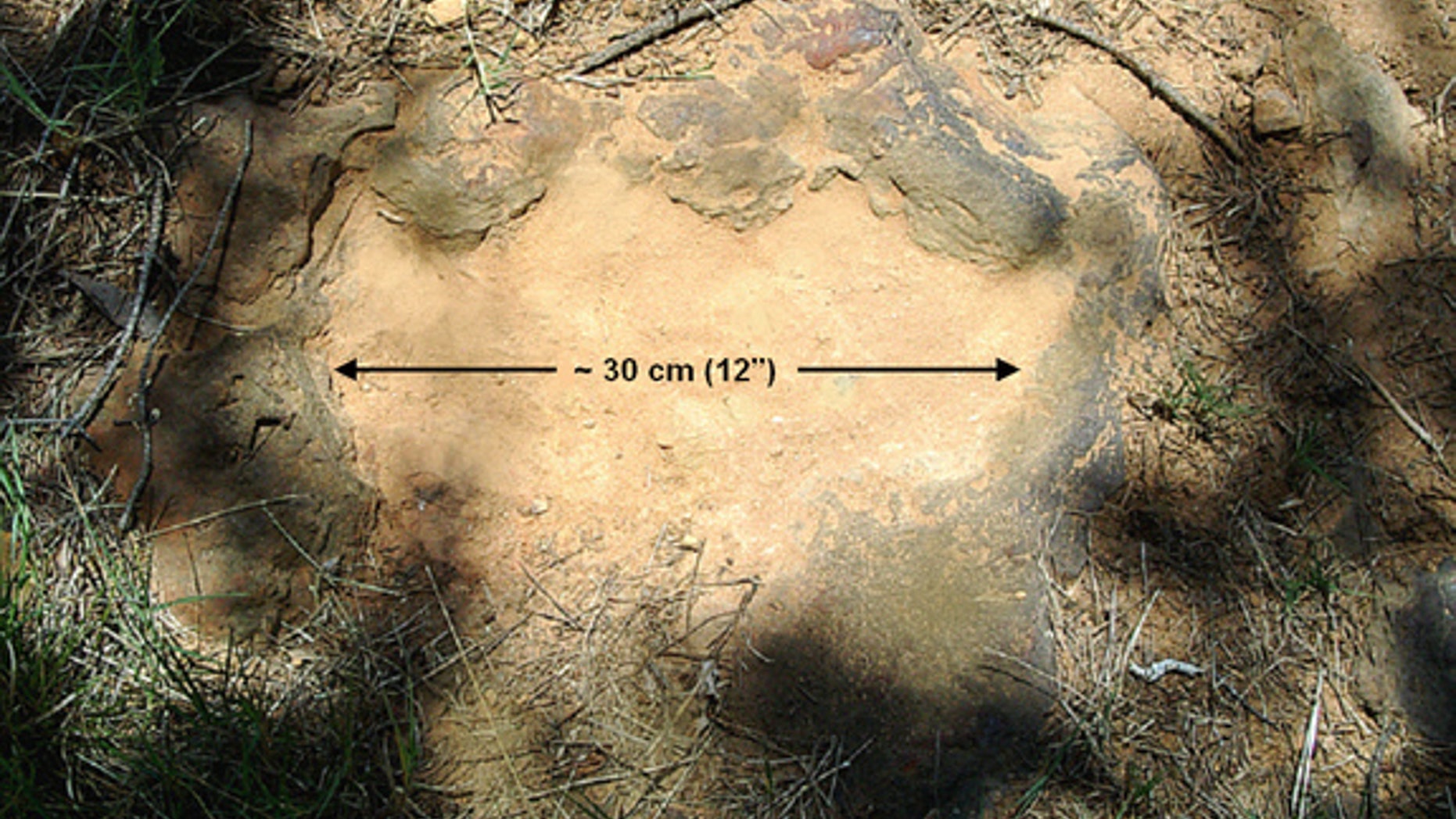 The 12-inch-wide footprint belonged to an armored, tank-like plant-eater.