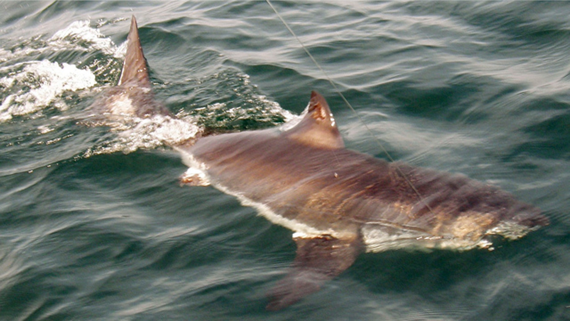 June 26: A juvenile great white shark swims in the Atlantic Ocean about 20 miles off the coast of Gloucester, Mass., in the rich fishing ground known as Stellwagen Bank. The shark was pulled up by Gloucester-based Sweet Dream III, tagged, and returned to the sea.