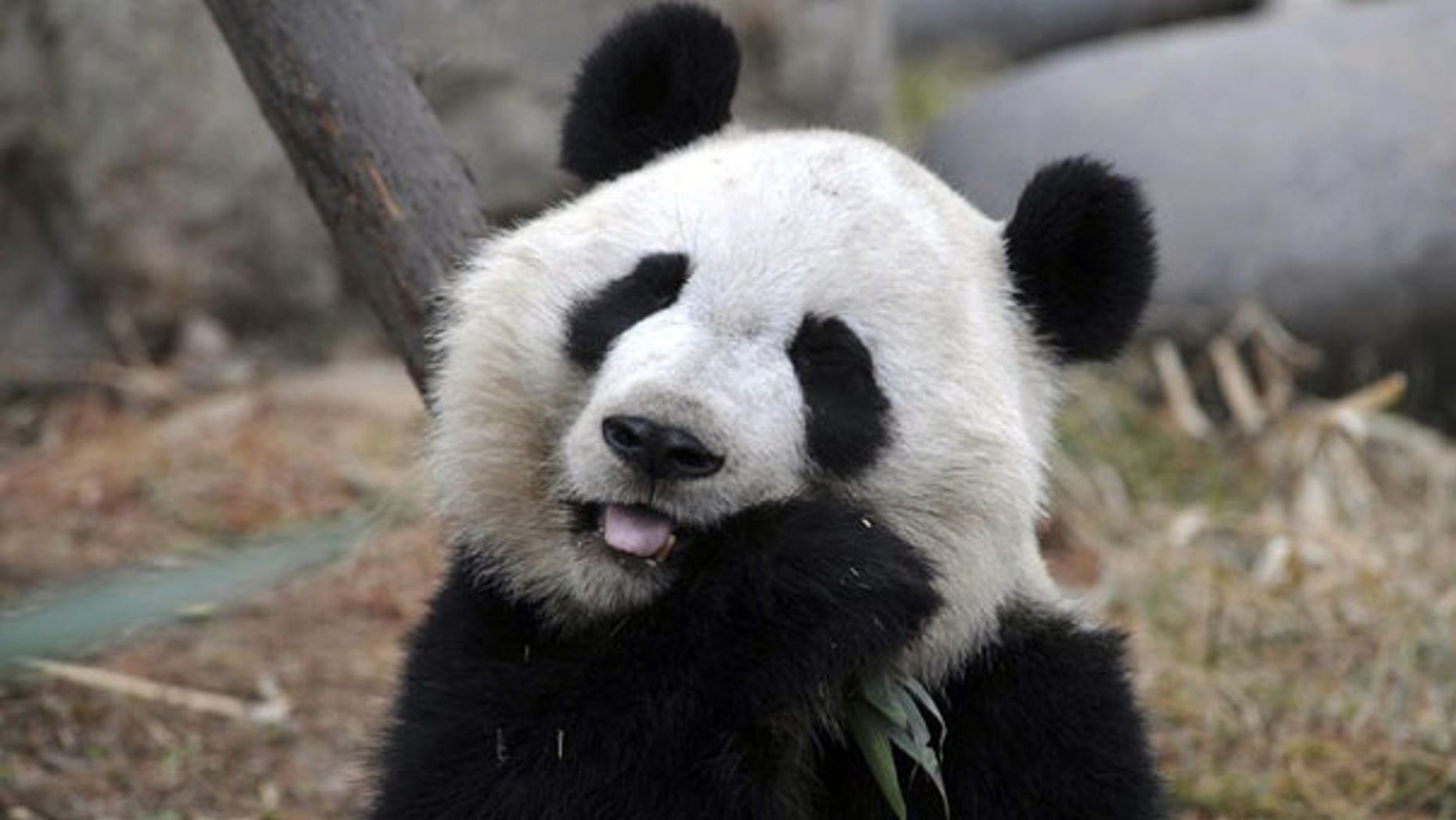March 15: A giant panda munches on bamboo at panda breeding center in China.