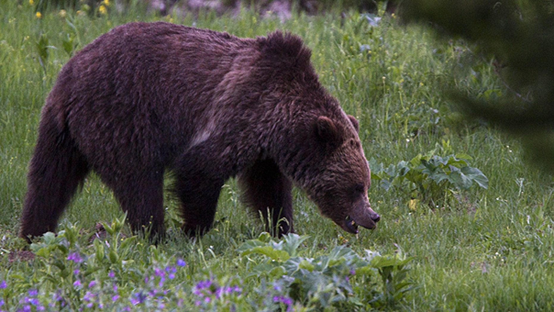 July 6: A grizzly bear roams near Beaver Lake in Yellowstone National Park, Wyoming.
