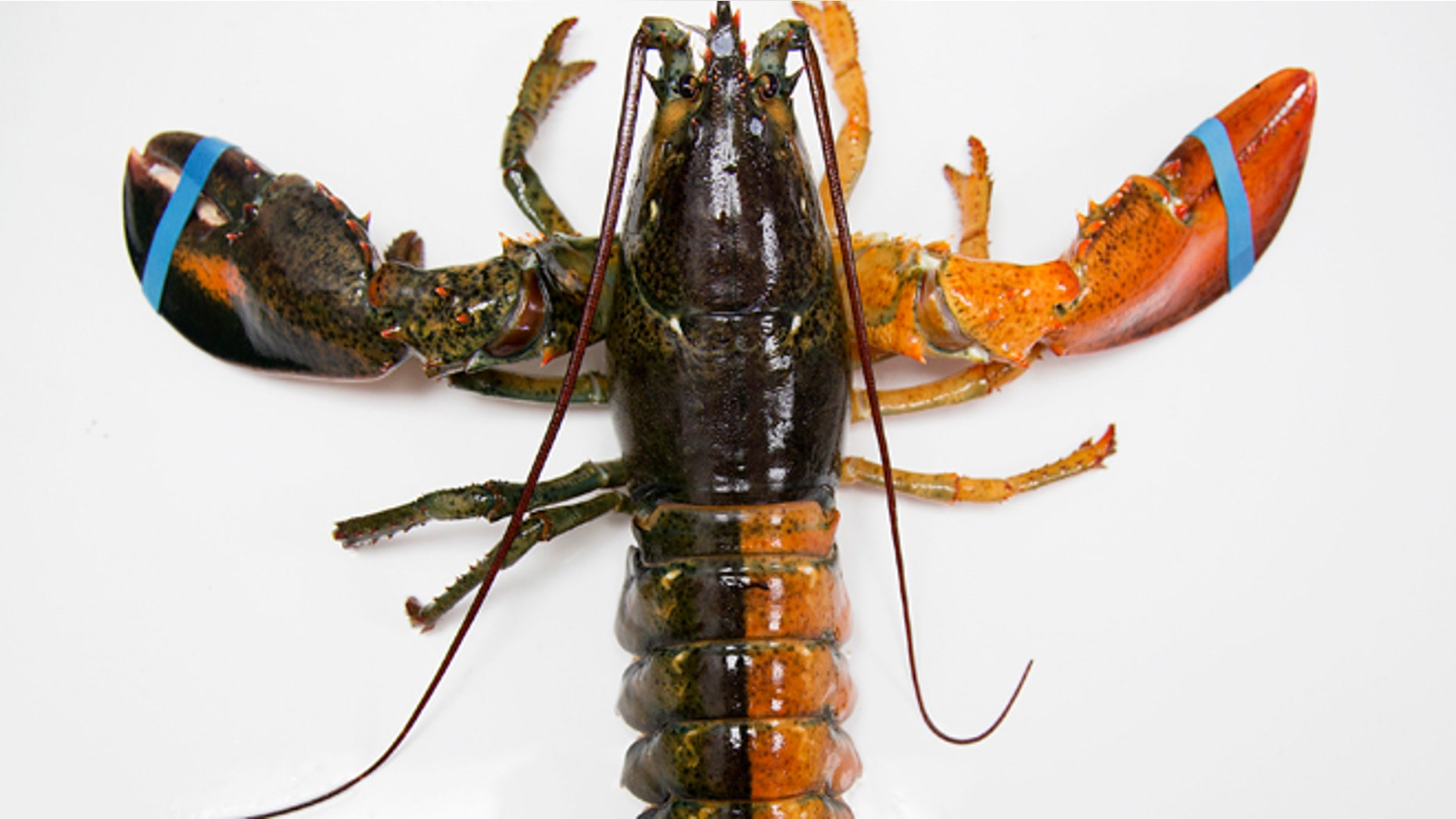 July 6, 2015: Photo shows a rare orange-brown split colored lobster that arrived recently at the Pine Point Fisherman's Co-Op in Scarborough, Me.