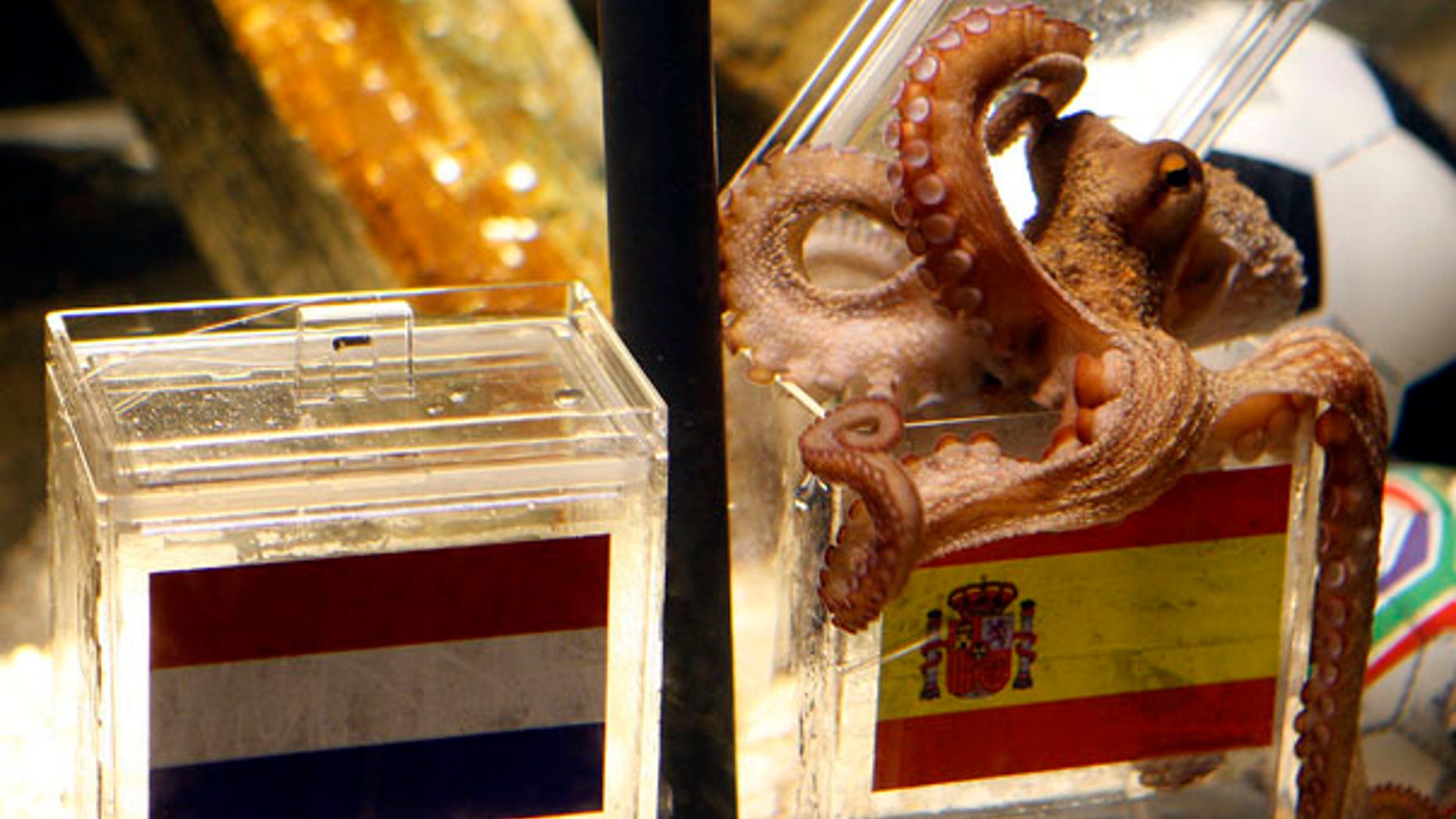 Octopus oracle Paul chooses a mussel from a glass tank marked with a Spanish flag, next to a box with a flag of Holland, in the SeaLife Aquarium in Oberhausen, Germany, Friday, July 9, 2010. Paul predicts Spain will beat Holland and win the World Cup. (AP Photo/dapd, Roberto Pfeil)