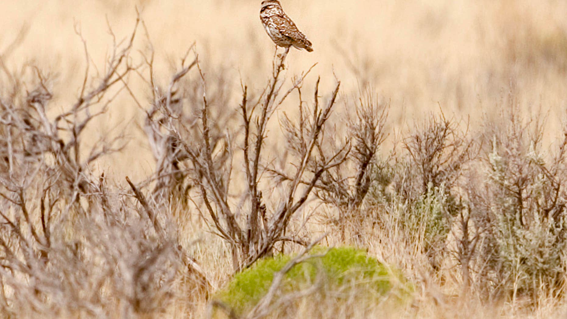 FILE - In this July 23, 2004 file photo, a burrowing owl perches on a bush near Angel Peak outside Bloomfield, N.M.