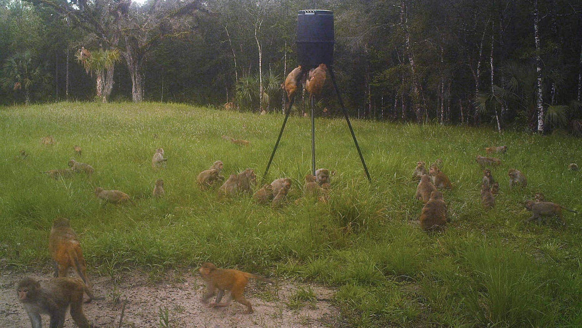In this July 3, 2017 photo provided by Brian Pritchard, a band of non-native rhesus macaques are seen on Pritchard's property in Ocala, Fla.