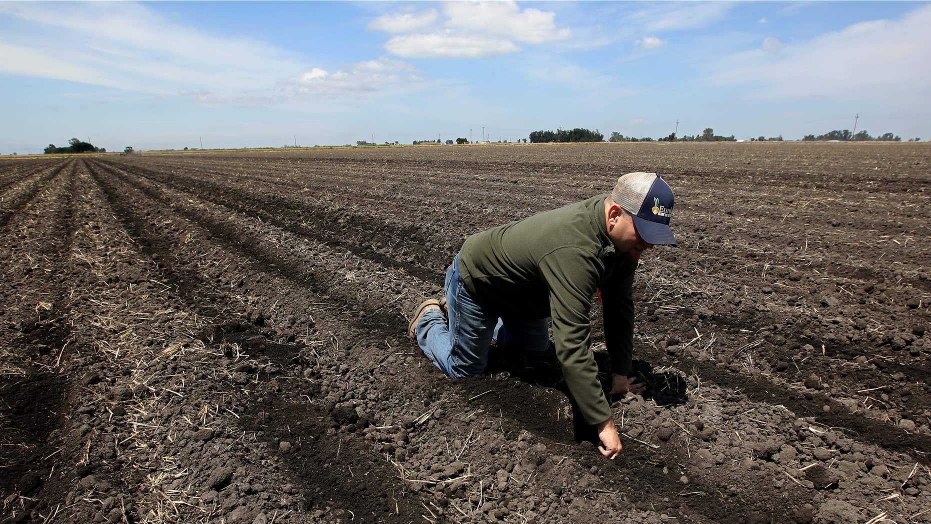 May 18, 2015: Gino Celli, who relies on senior water rights to water his crops, checks the moisture of land just planted with corn seed he farms near Stockton, Calif.