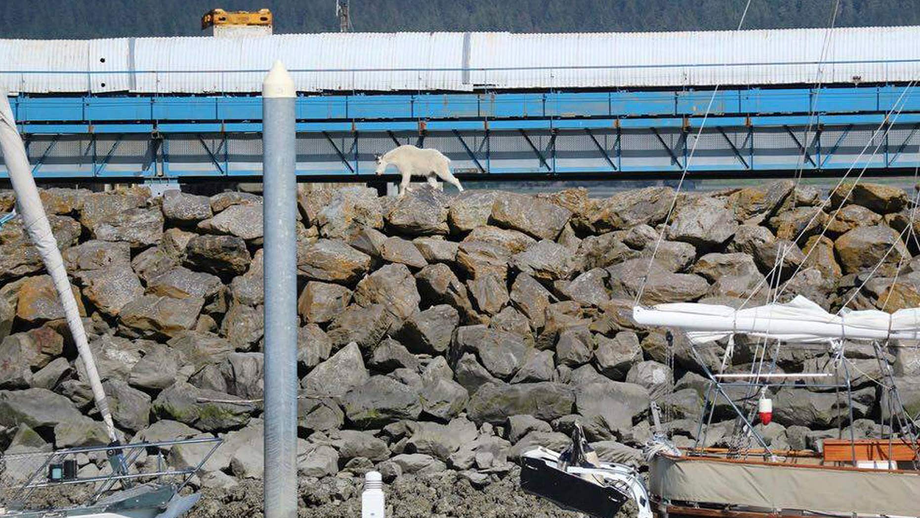 In this Saturday, July 16, 2016, photo provided by Patrice Fero, a goat wanders in Seward, Alaska.