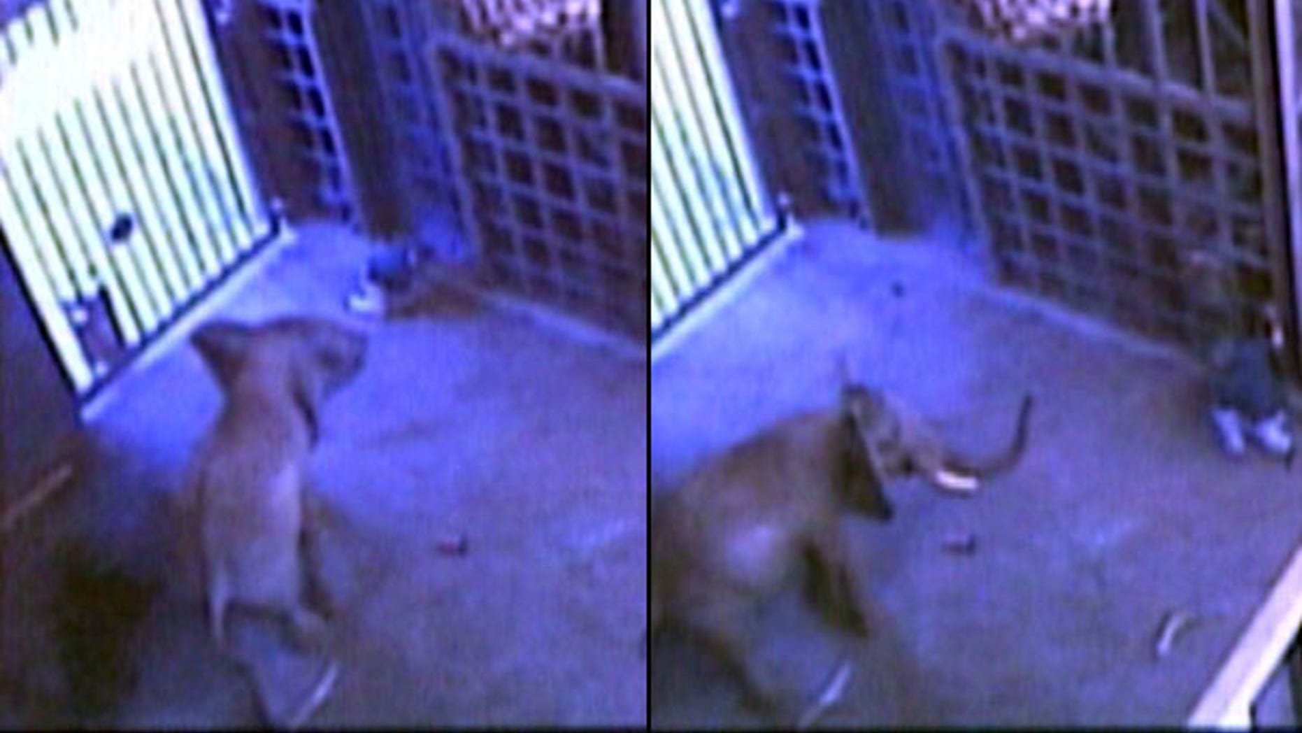 July 1: Louie the elephant is seen attacking animal trainer Don RedFox in the animal's stall at the Toledo Zoo. The RedFox was injured during the incident but approved the release of the video to show that the elephant had not been mistreated.