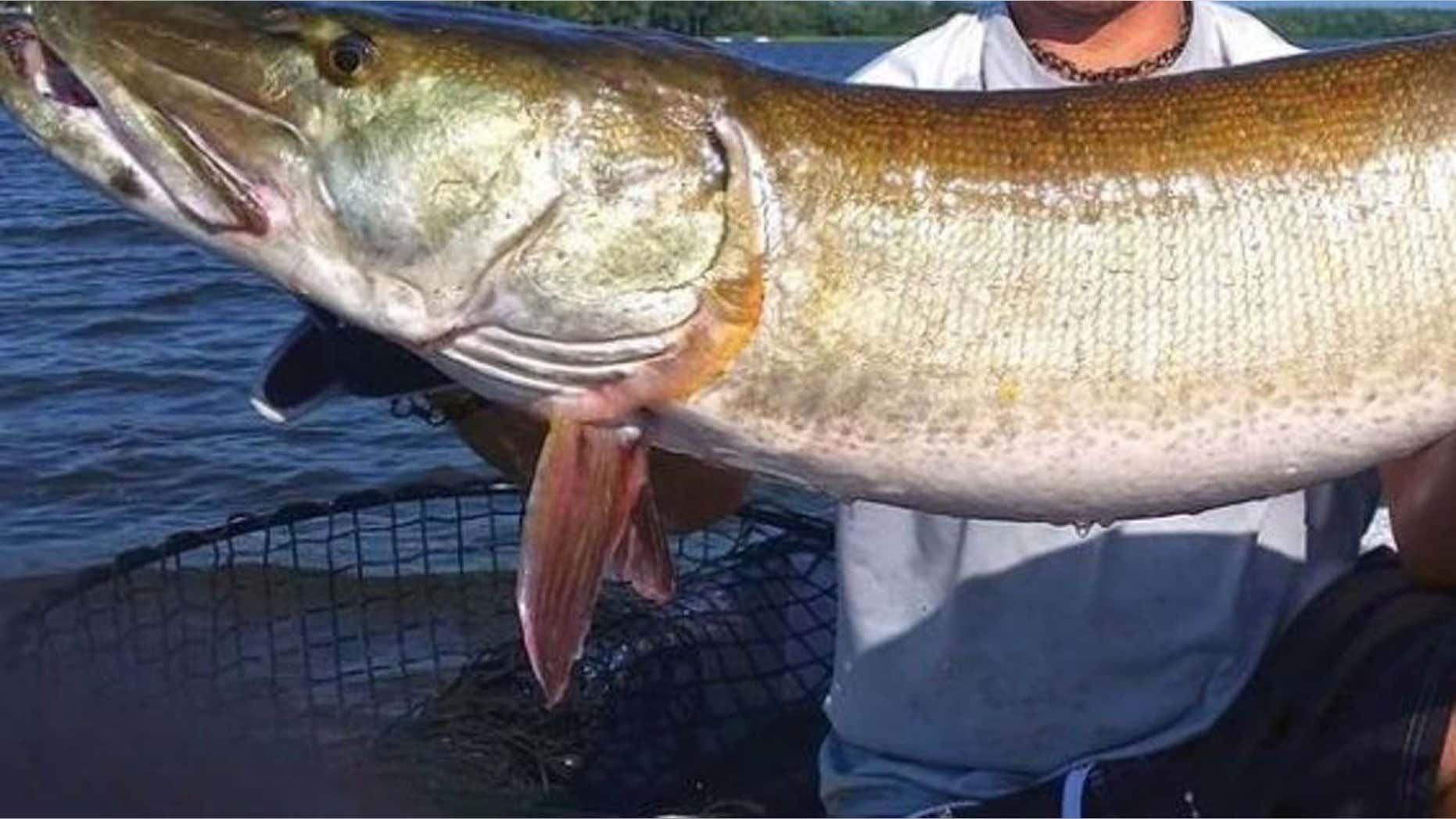 A picture of a muskie which is known to lurk in Island Lake in Duluth, Minn.