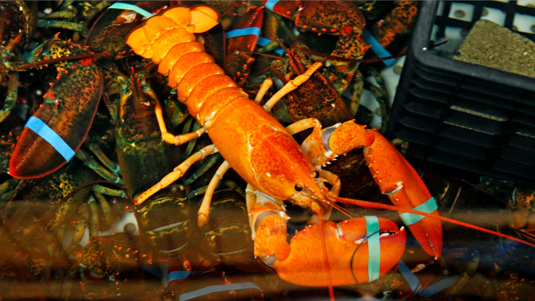 July 23, 2015: A rare bright orange lobster shares the tank with regular lobsters at the Fisherman's Catch Seafood restaurant in Raymond, Maine.