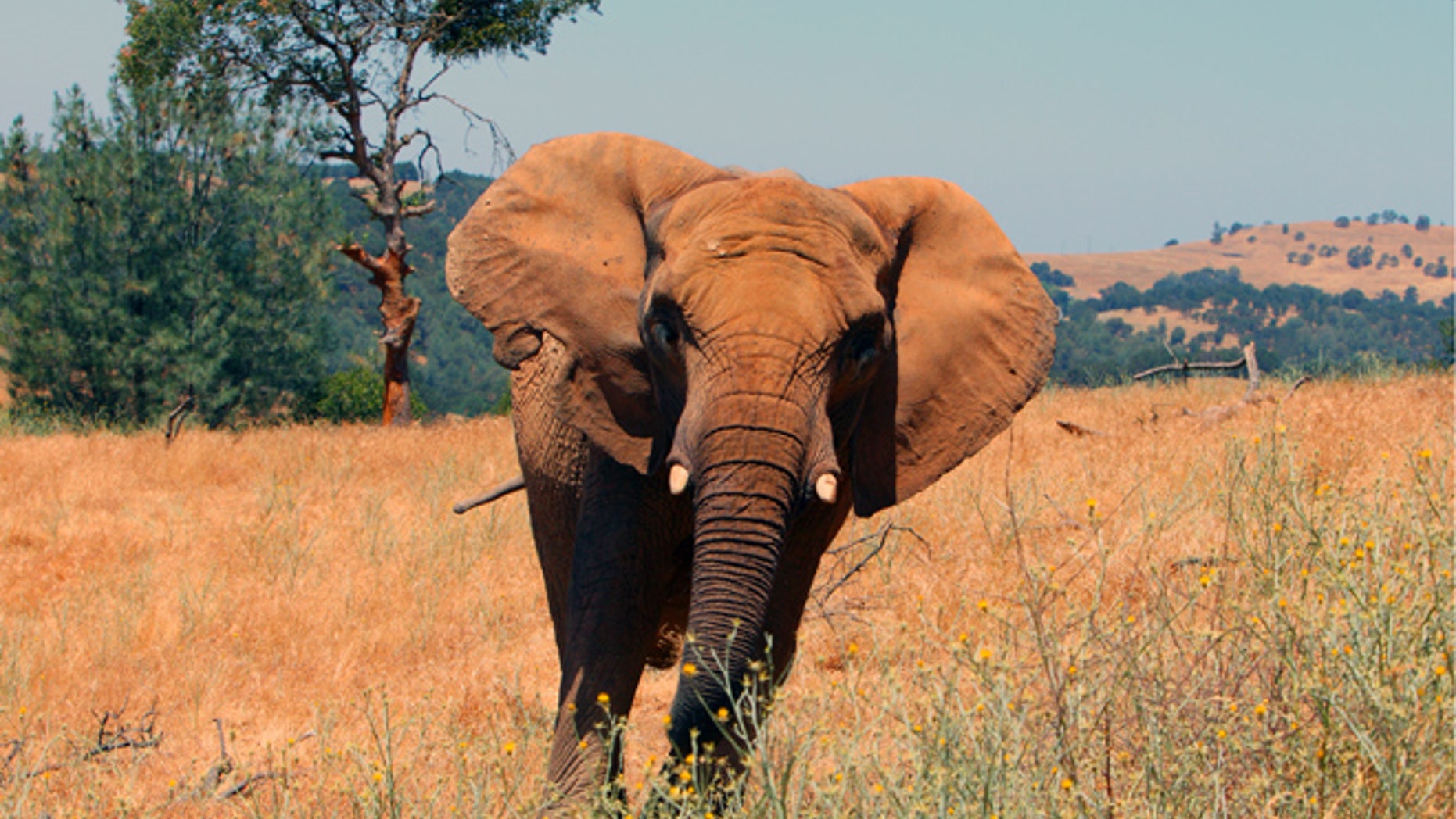 July 22, 2015: This undated photo provided by Performing Animal Welfare Society (PAWS) shows African elephant Iringa at the ARK 2000 captive wildlife sanctuary in San Andreas, Calif.