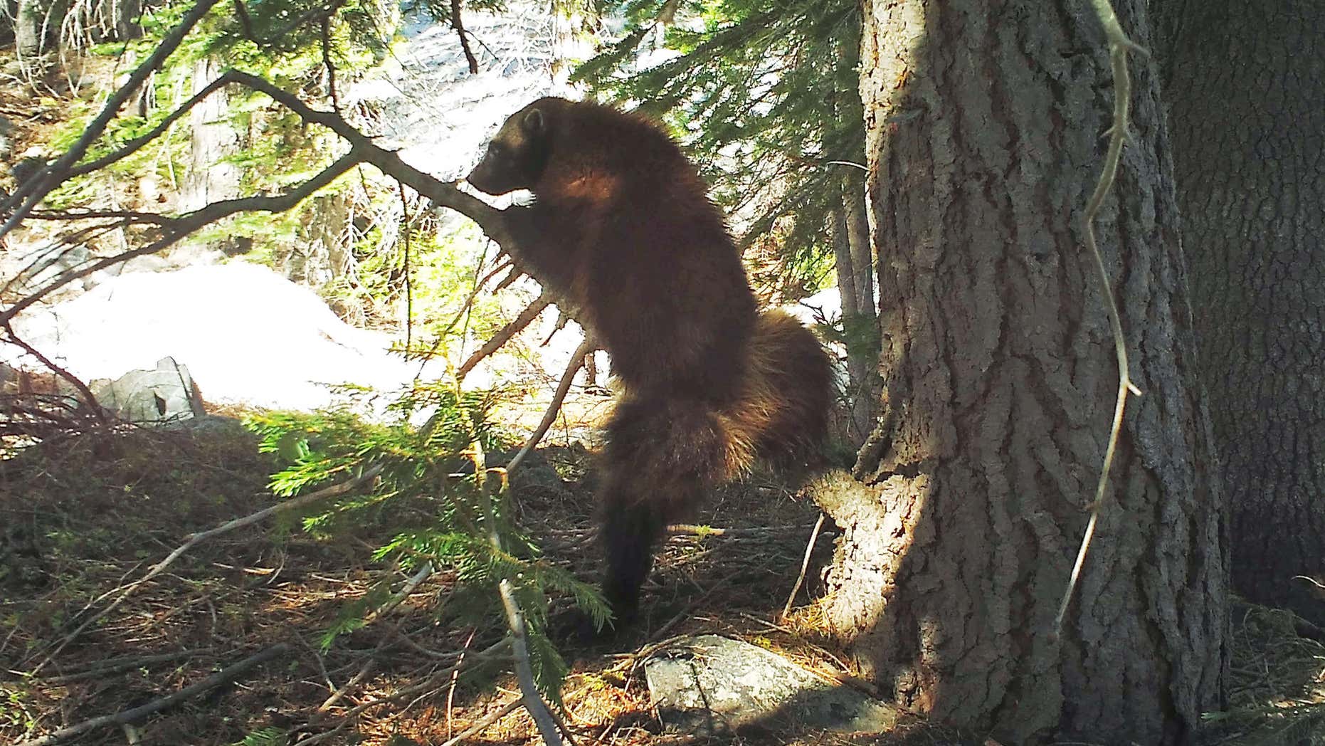 Scientists Capture Rare Sighting Of Wolverine In Sierra Nevada Fox News