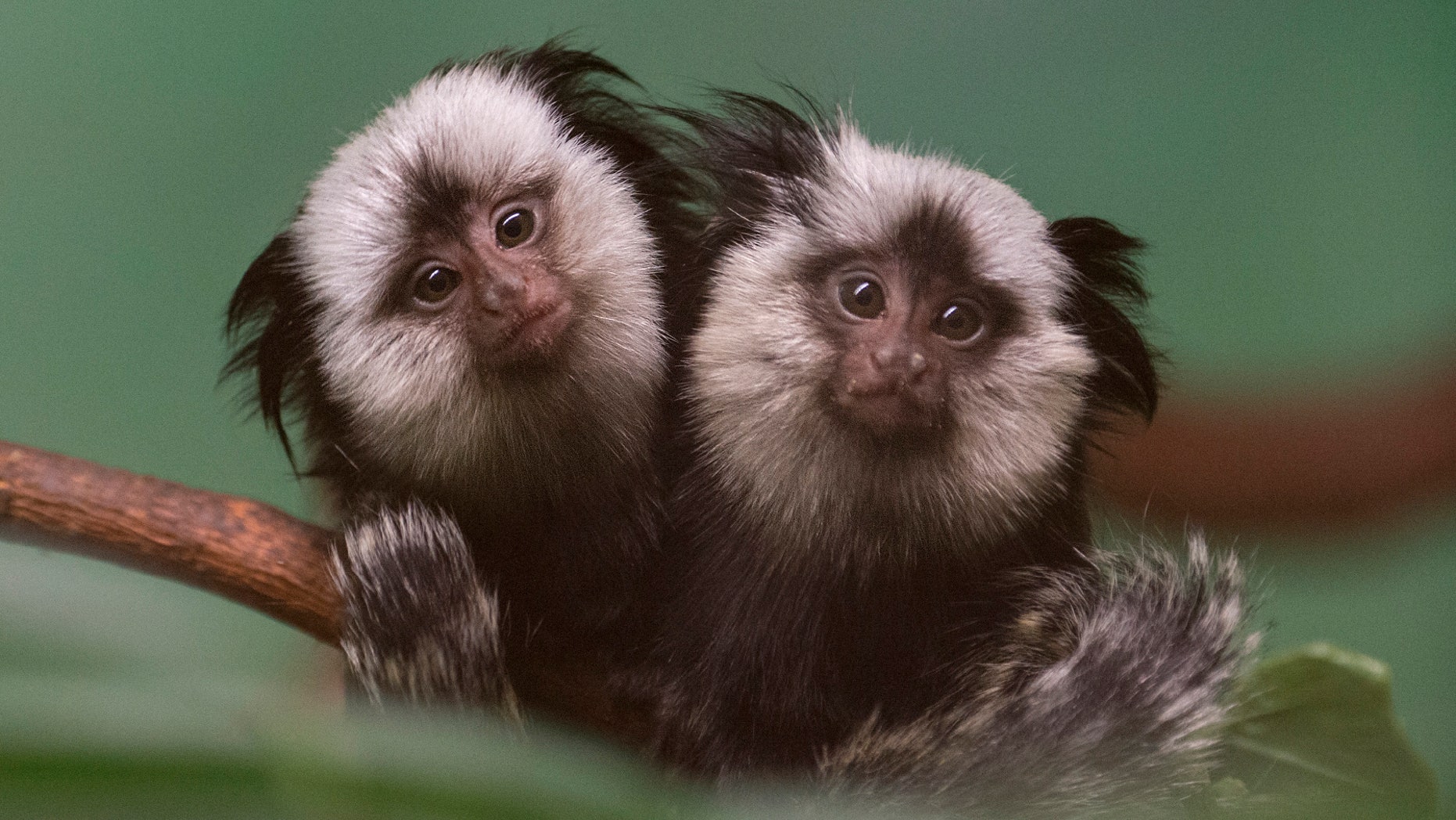 In this Jan. 16, 2014 photo provided by the Wildlife Conservation Society, twin, juvenile Geoffroy's marmosets cling to a branch at the Prospect Park Zoo in New York. Also known as "white-fronted marmosets," Geoffroy's marmosets are native to small parts of the Atlantic rainforest in eastern Brazil. (AP Photo/Wildlife Conservation Society, Julie Larsen Maher)