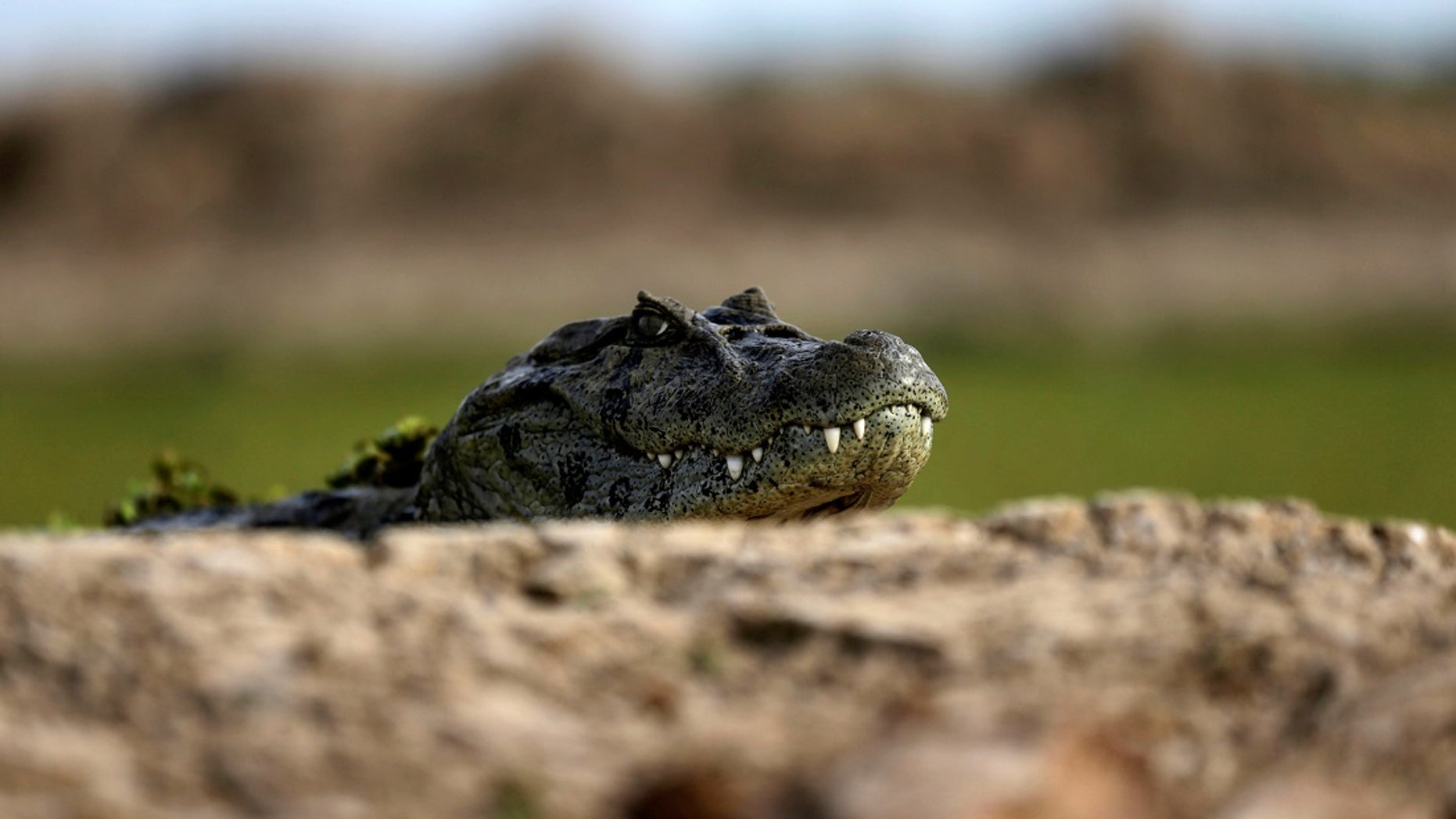 Alligator found at NJ motel was there to film music video police Fox