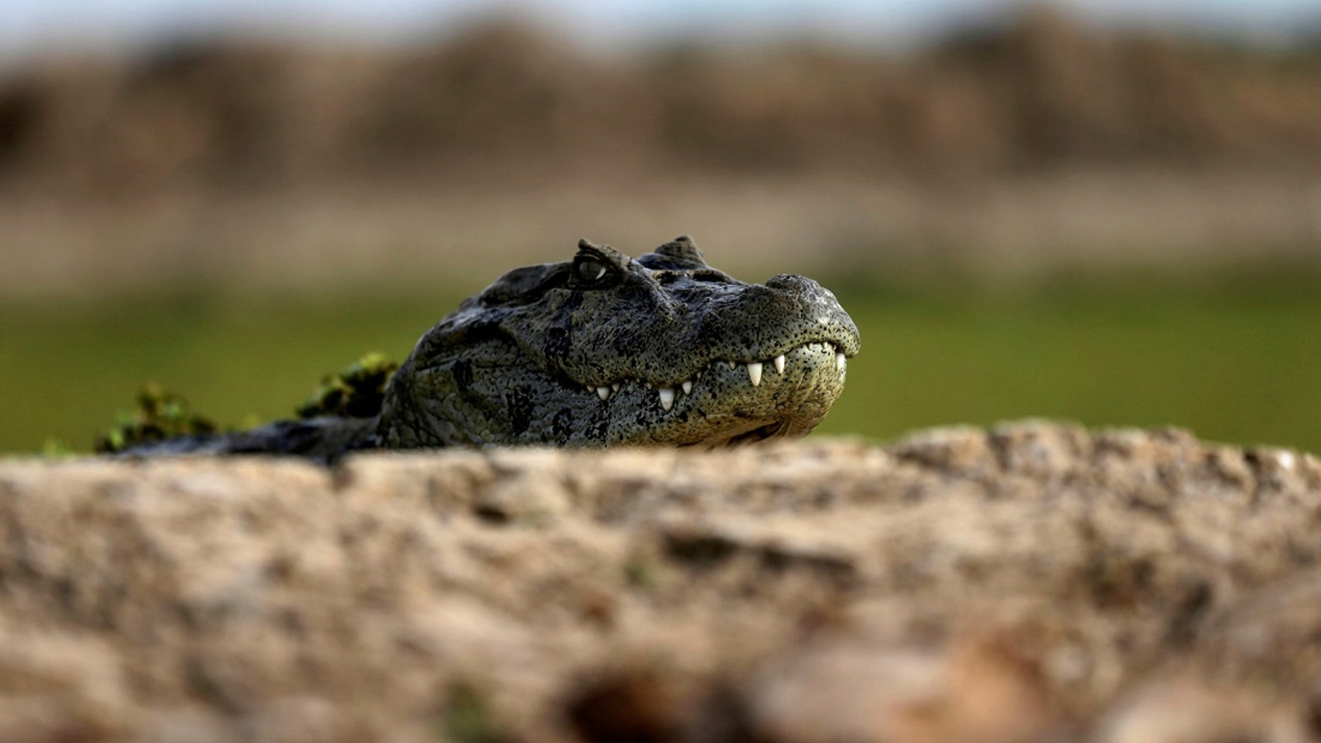 A 3-foot-long alligator found at an Atlantic City, New Jersey, hotel earlier this month was part of a rap video filmed there, according to authorities.