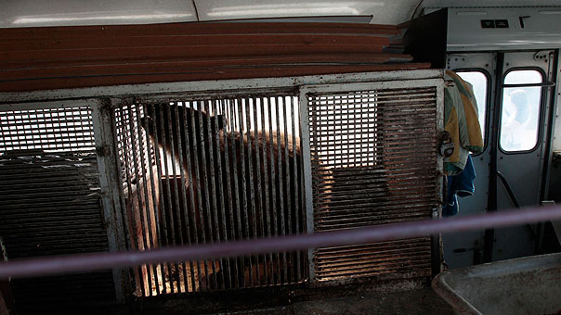 In this photo made Thursday, July 14, 2011, Katya, a 36-year-old bear, moves uneasily in her cage placed inside a bus that stands at a parking lot in St.Petersburg, Russia.