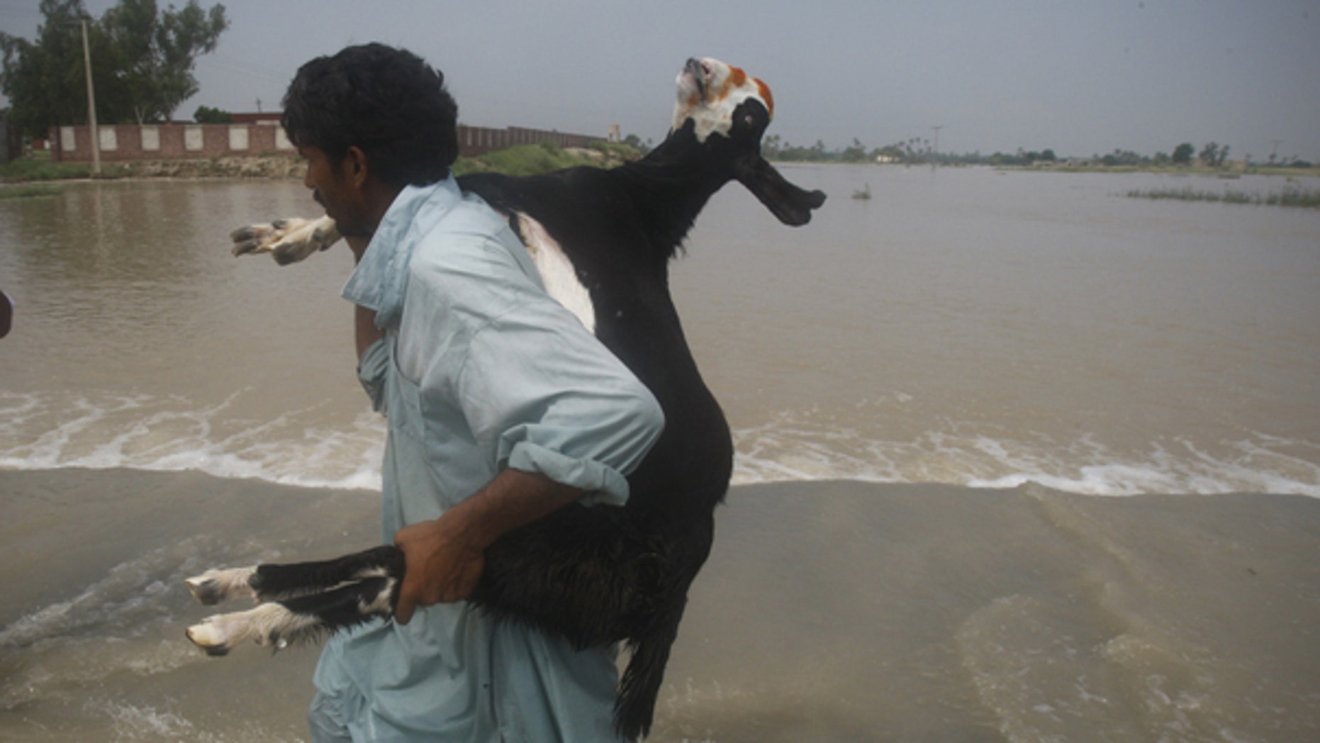 Aug. 6: A Pakistani villager carries a goat fleeing village in Mehmud Kot near Multan in central Pakistan. Stormy weather grounded helicopters carrying emergency supplies to Pakistan's flood-ravaged northwest Friday as the worst monsoon rains in decades brought more destruction to a nation already reeling from Islamist violence.