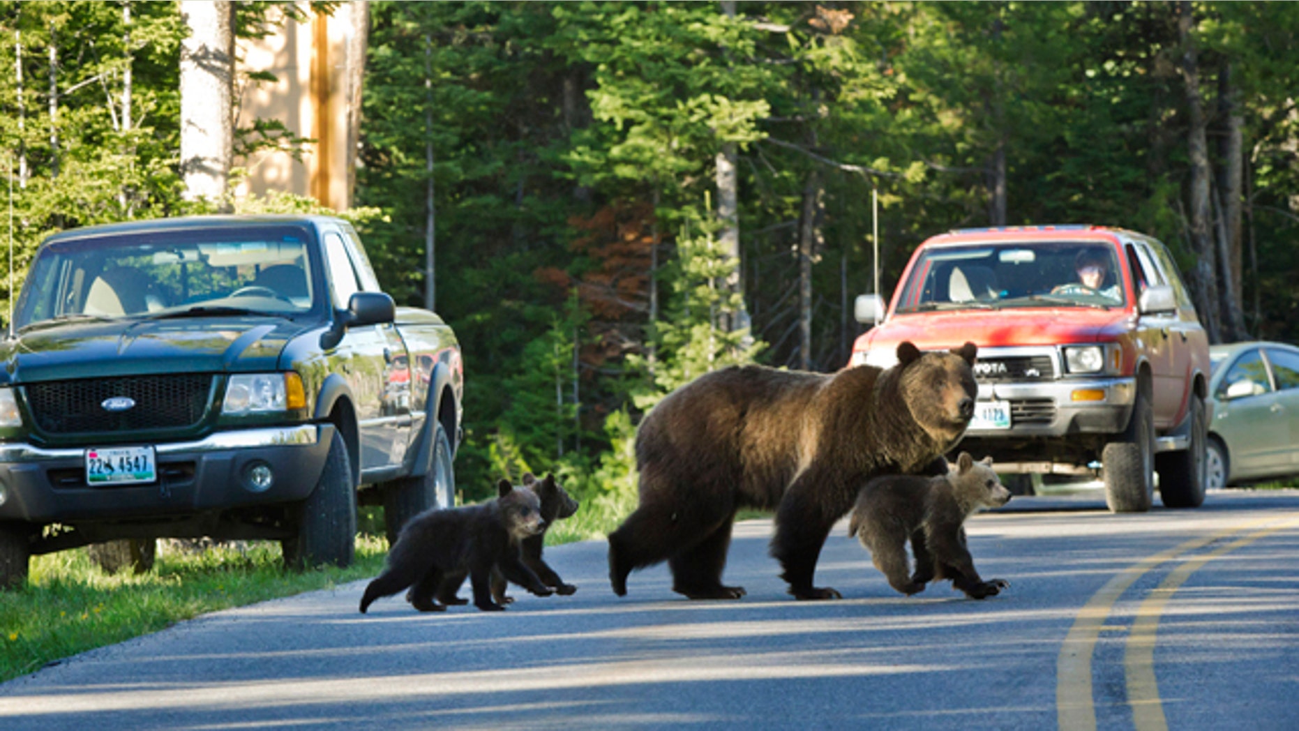 FILE - This June 2011 file photo shows Grizzly bear No. 399 crossing a road in Grand Teton National Park, Wyo., with her three cubs. Grand Teton National Park is tightening its rules against getting too close to wildlife after two incidents in which a bear charged people as they stood on their cars. The new rules say when a ranger tells people to back away from wildlife, they must listen. (AP photo/Tom Mangelsen, File)