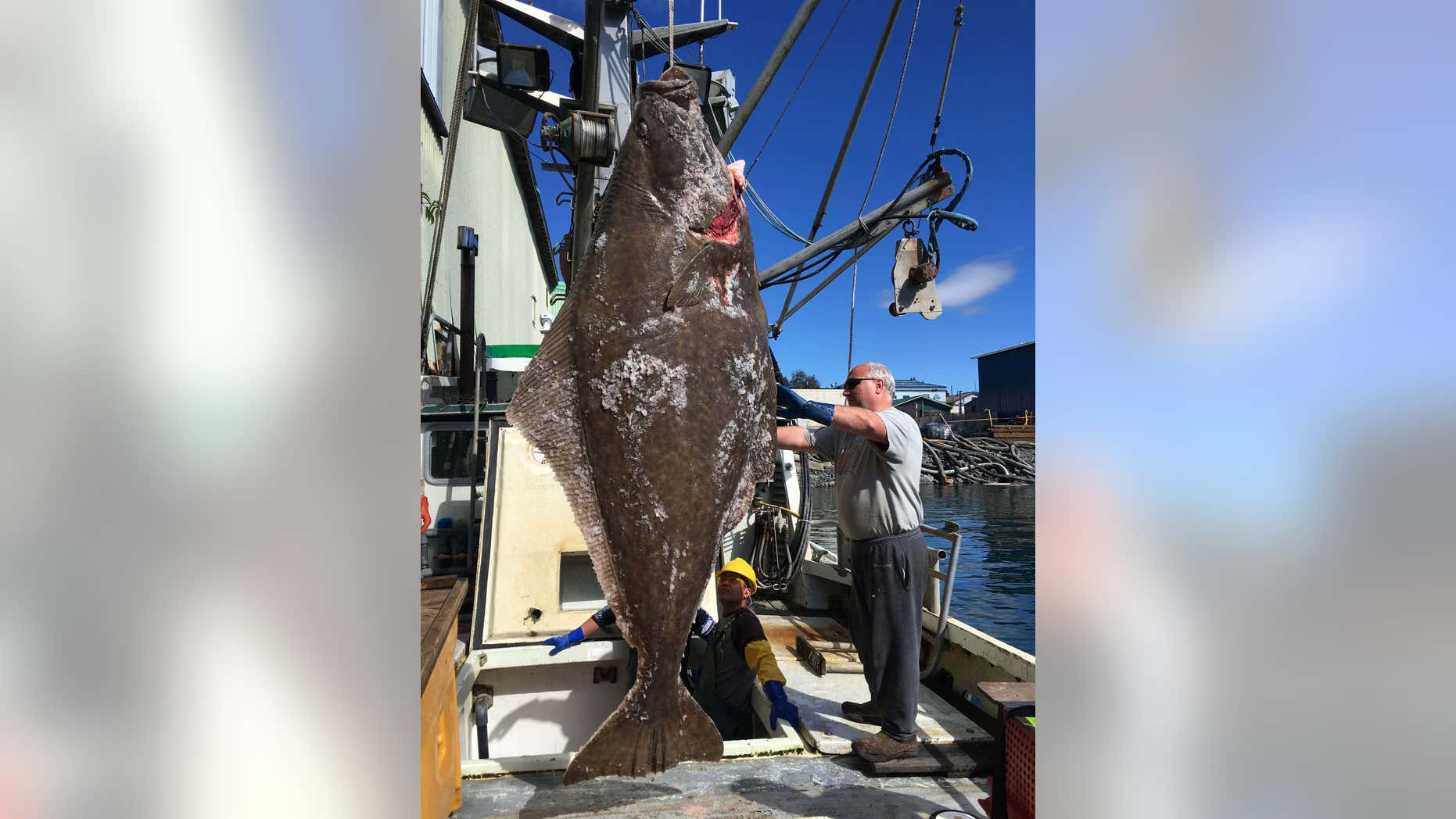 This Aug. 7, 2016, photo provided by Abigail Collins of KFSK radio in Petersburg, Alaska, shows fisherman Brian Mattson and the nearly 400-pound halibut he and Doug Corl caught in southeast Alaska.