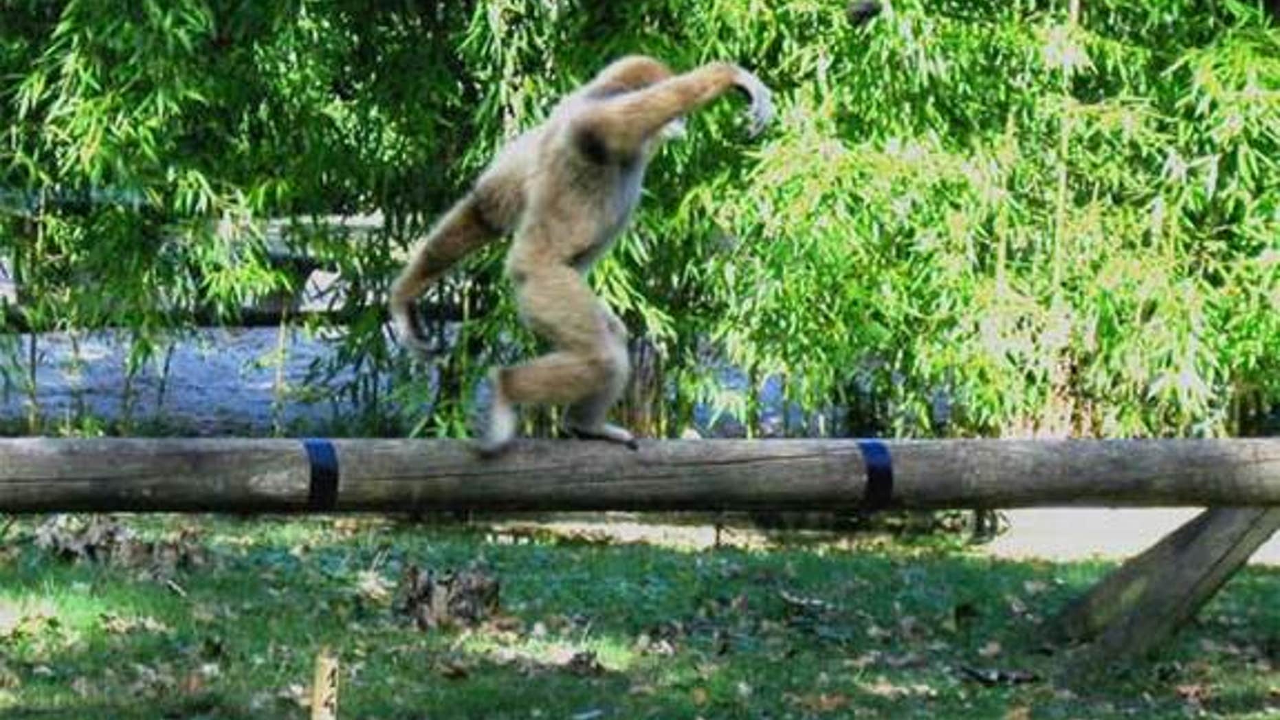 A juvenile white-handed gibbon walks along a pole in the Wild Animal Park Planckendael, Belgium.