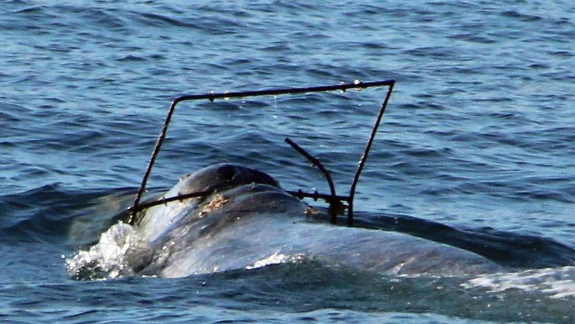 REMOVES REFERENCE TO CRAB TRAP - In this photo provided by Capt. Dave's Dolphin and Whale Safari, a gray whale is caught in what appears to be some kind of frame off the coast at Dana Point, Calif. on Saturday, April 1, 2017. The National Marine Fisheries Service is requesting boaters report any sightings of the tangled whale. Figures released a month earlier showed a record number of whales getting tangled in crabbing gear off the U.S. West Coast. The Center for Biological Diversity cited 71 cases of whales caught in fishing lines off California, Oregon and Washington last year. (Craig DeWitt/Capt. Dave's DolphinSafari.com via AP)