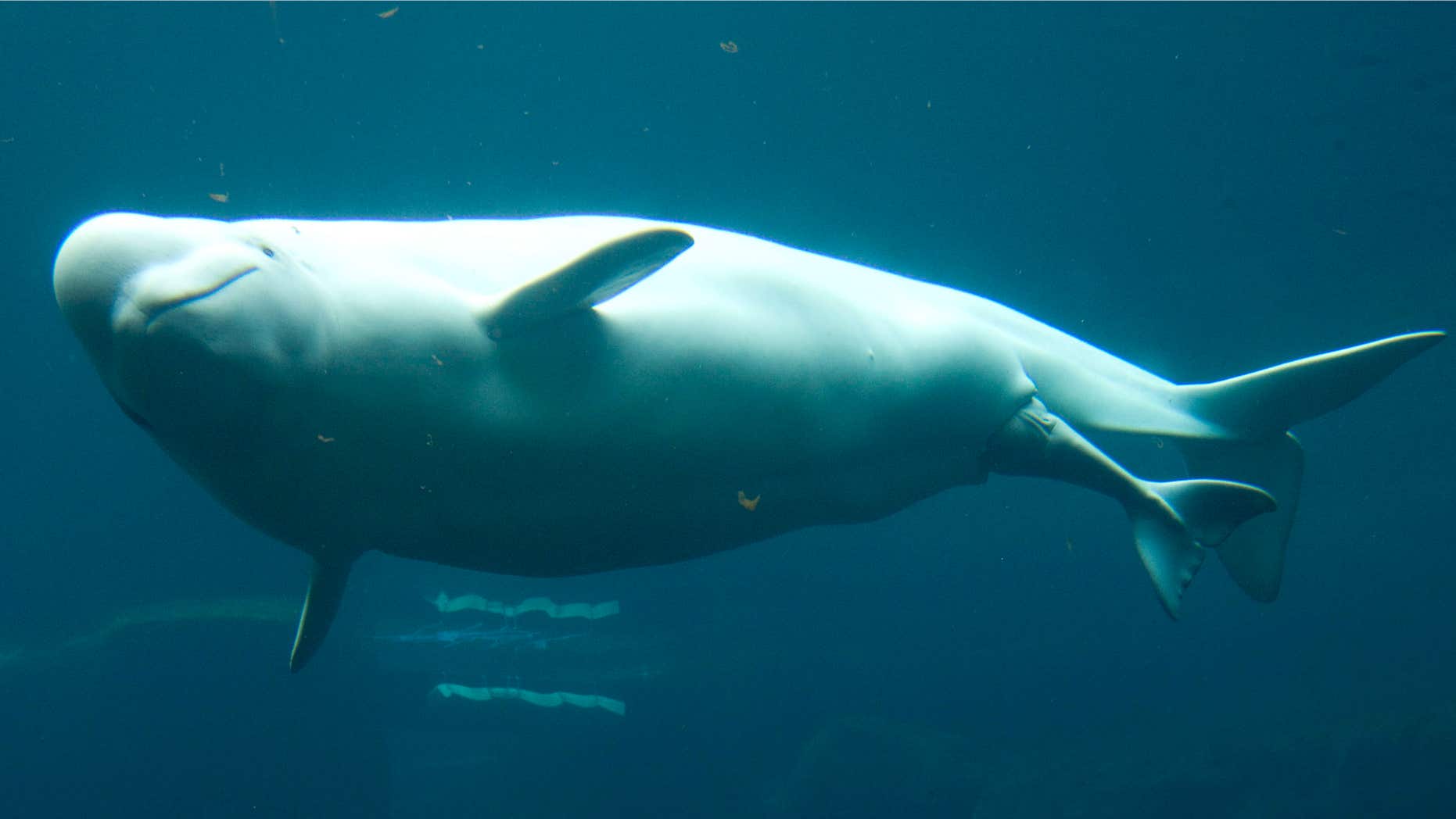 June 10, 2008: Qila, a beluga whale at the Vancouver Aquarium prepares to give birth to a calf in Vancouver.
