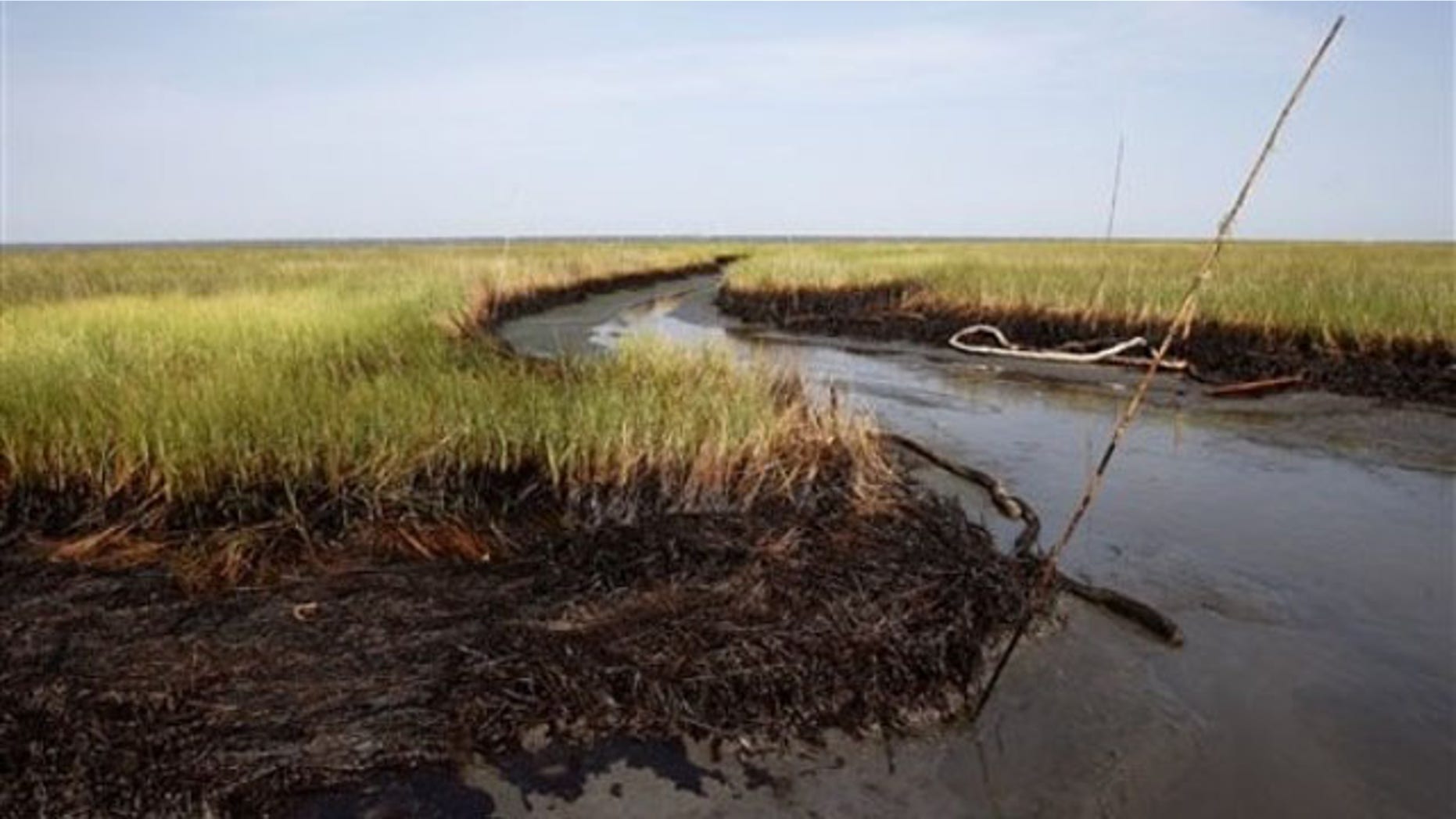 July 31: Oiled marsh grass is seen in Barataria Bay on the coast of Louisiana. As the National Oceanic and Atmospheric Administration reports that most surface oil in the Gulf of Mexico has degraded to a thin sheen and the incoming BP PLC CEO calls for a "scaleback" in cleanup efforts, local officials on the Louisiana coast say they are still finding new patches of heavy oil (AP).