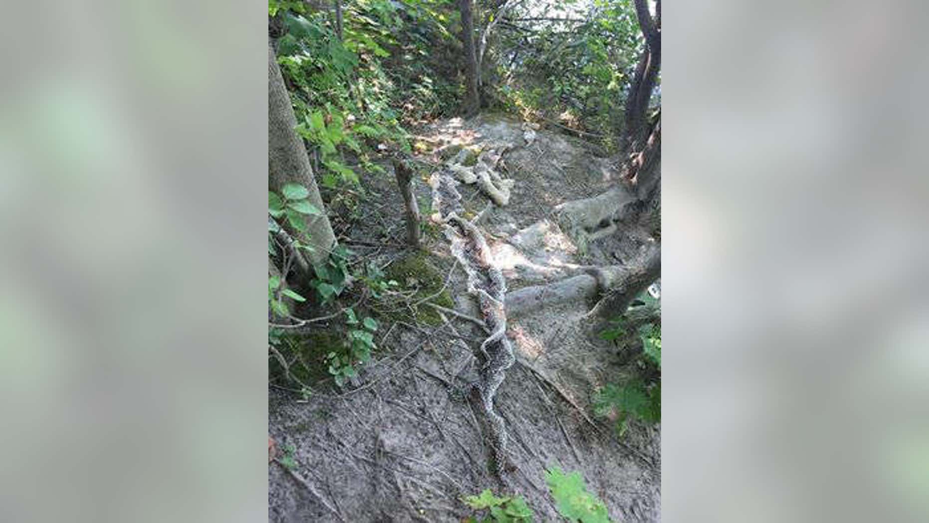 Large snake skin found in Maine.