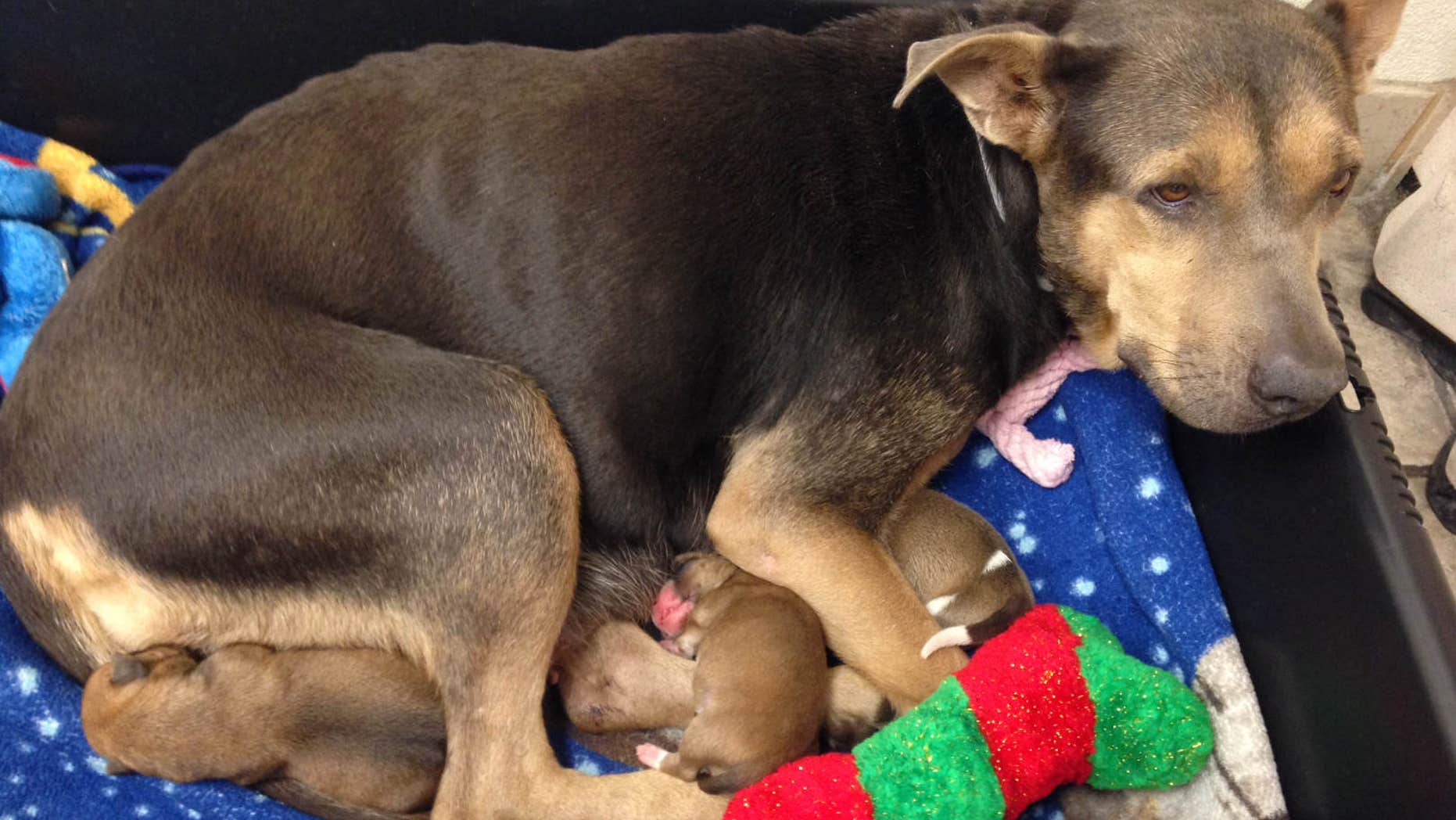 Aug. 21, 2015: In this photo provided by the Arizona Humane Society a rescued puppy is reunited with its mother in Phoenix.