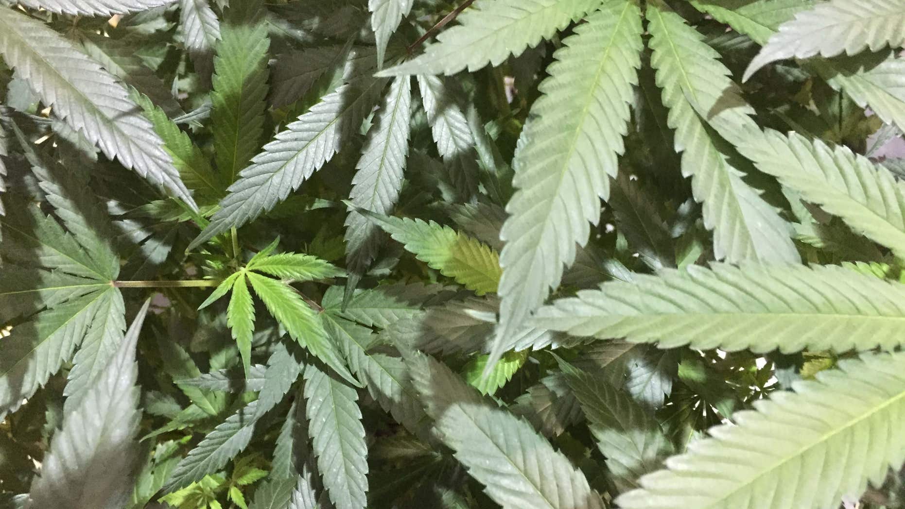 In this Aug. 13, 2016 photo, marijuana plants await judging at a competition to select nine specimens for display at the Oregon State Fair in Salem, Ore.