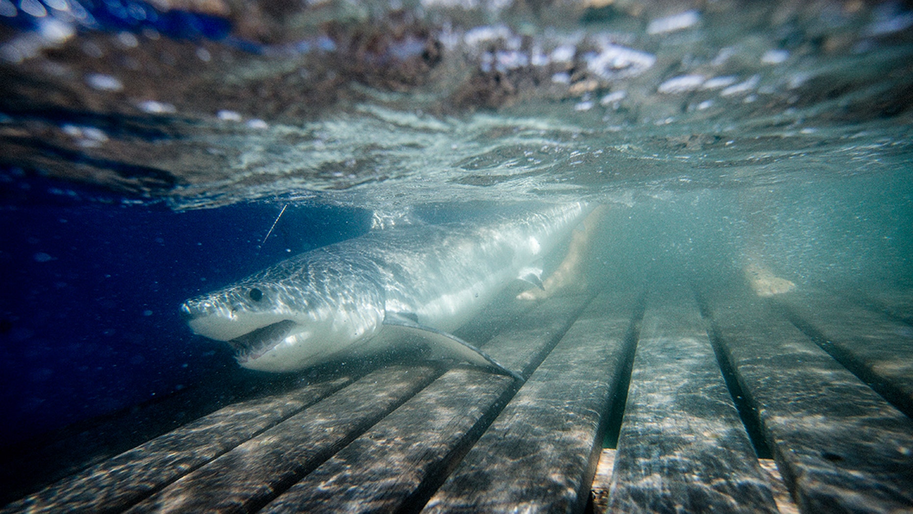 Great White Shark Nursery Possible Birthing Site Discovered Off A Shark Named Graude That Was Tagged By Ocearch