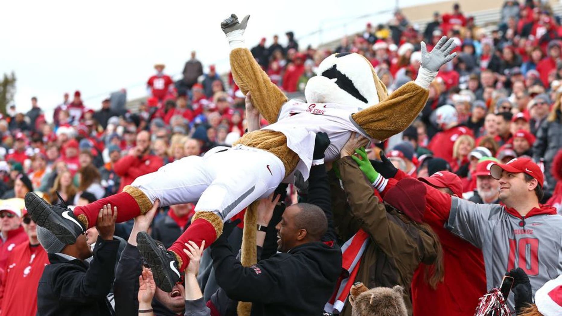 Dec 21, 2013; Albuquerque, NM, USA; Washington State Cougars mascot Butch celebrates in the crowd after a touchdown in the first quarter against the Colorado State Rams during the Gildan New Mexico Bowl at University Stadium. Mandatory Credit: Mark J. Rebilas-USA TODAY Sports