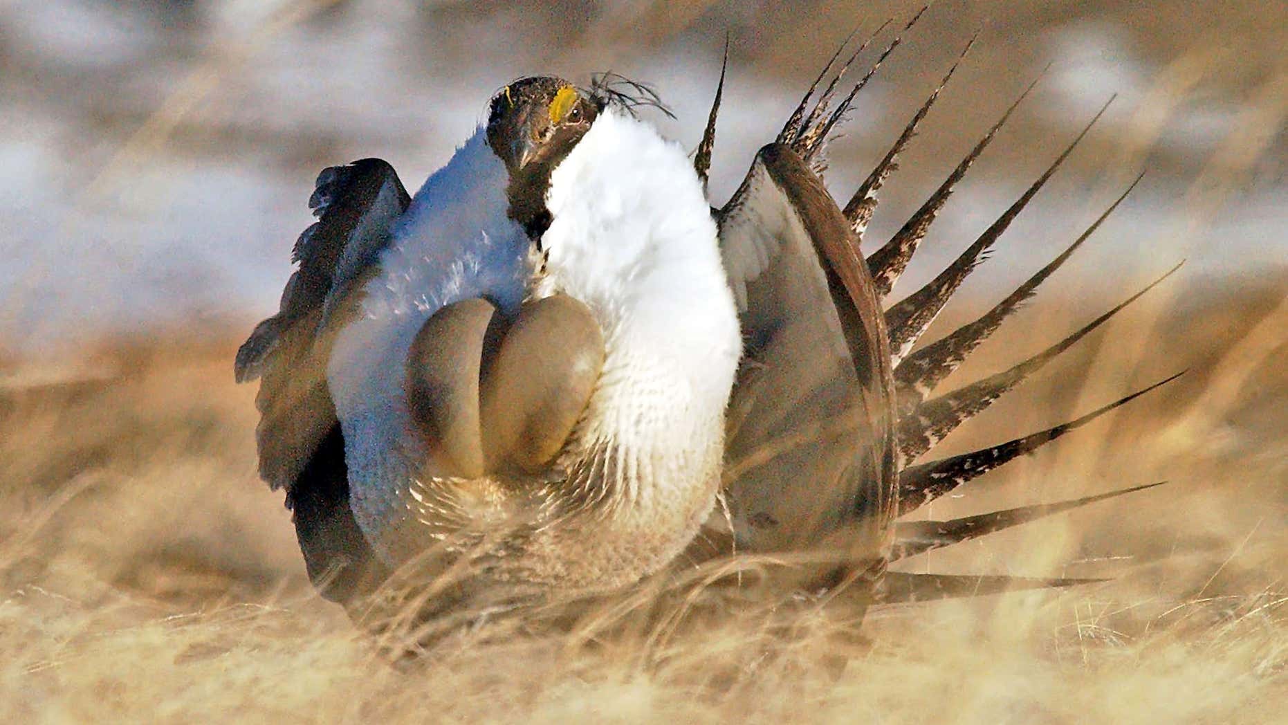 April 15, 2008: A male sage grouse performs his "strut" near Rawlins, Wyo.