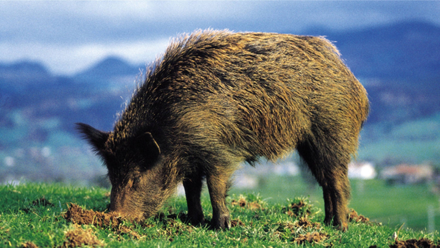 Boar eating Boar eating, Saja Hunt National Reserve (Photo by Rafa Samano/Cover/Getty Images)
